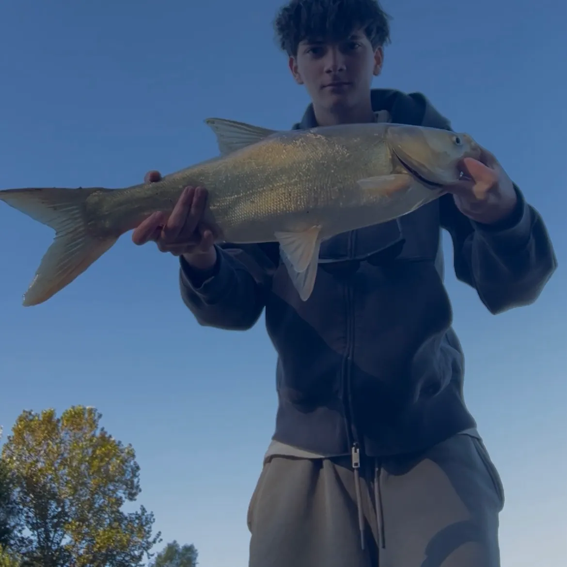 Silver carp caught on Fishbrain