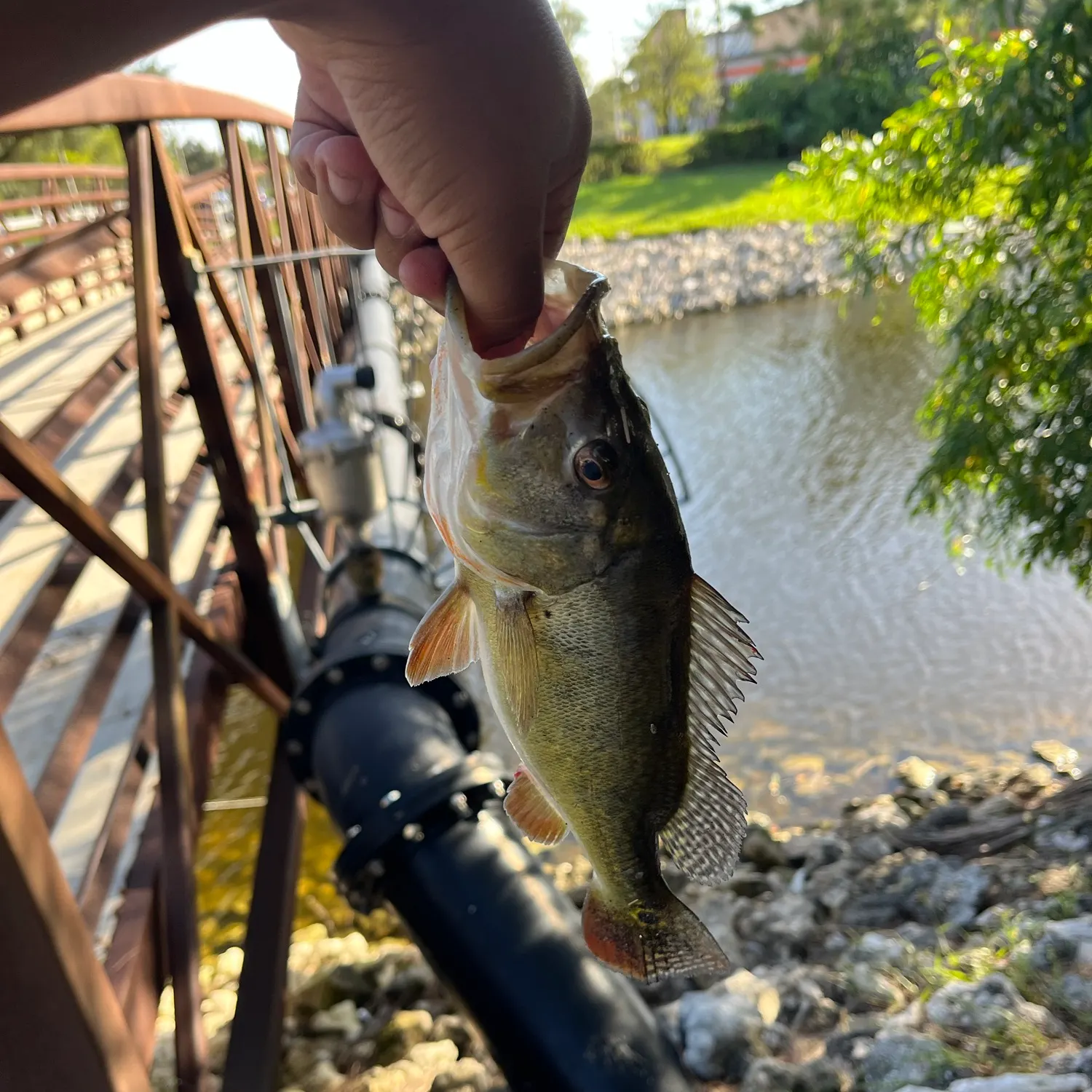 Butterfly peacock bass caught on Fishbrain