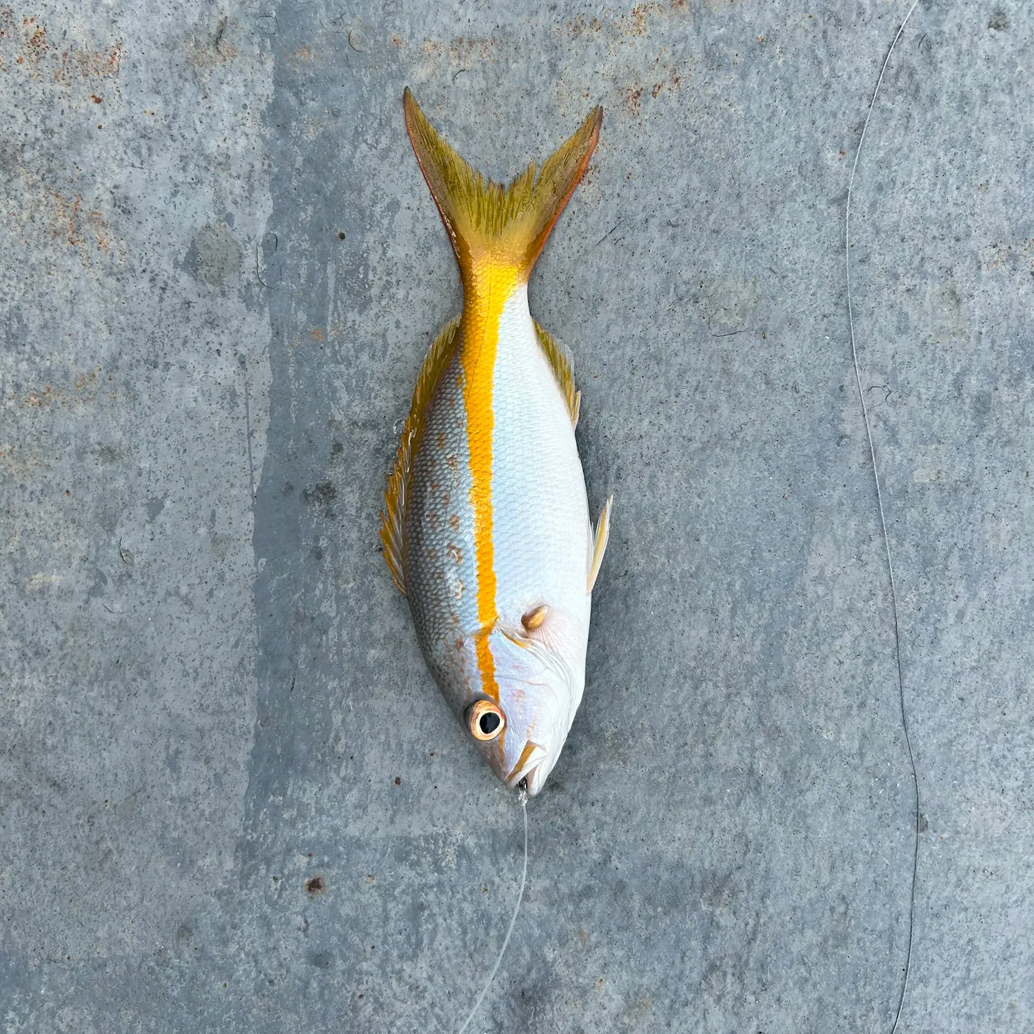 The most recent Yellowtail snapper catches on Fishbrain