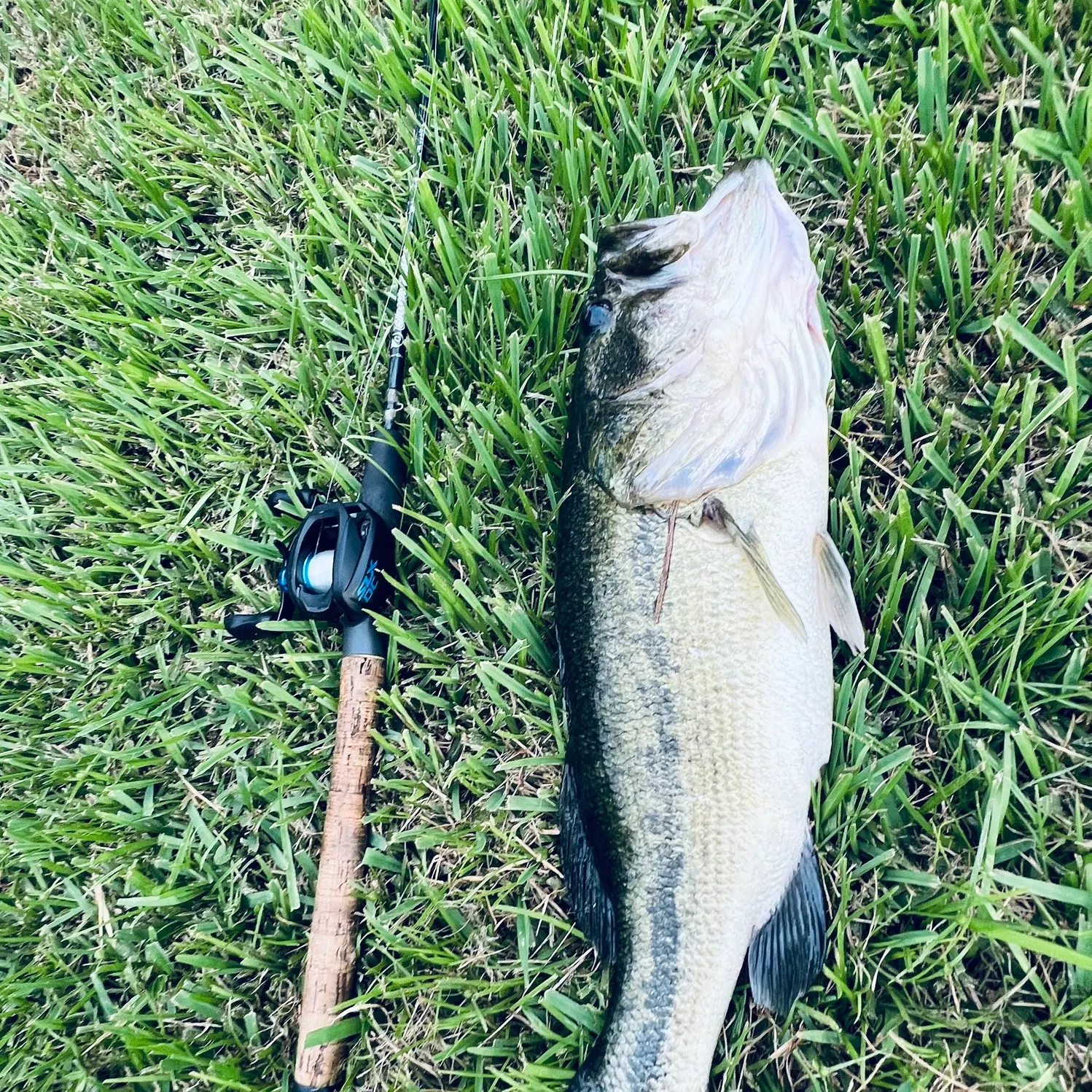 Largemouth bass caught on Fishbrain