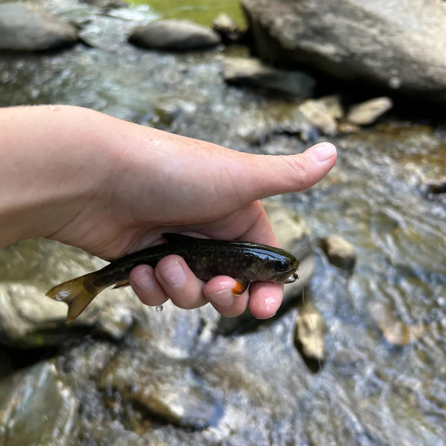 Brook trout caught on Fishbrain