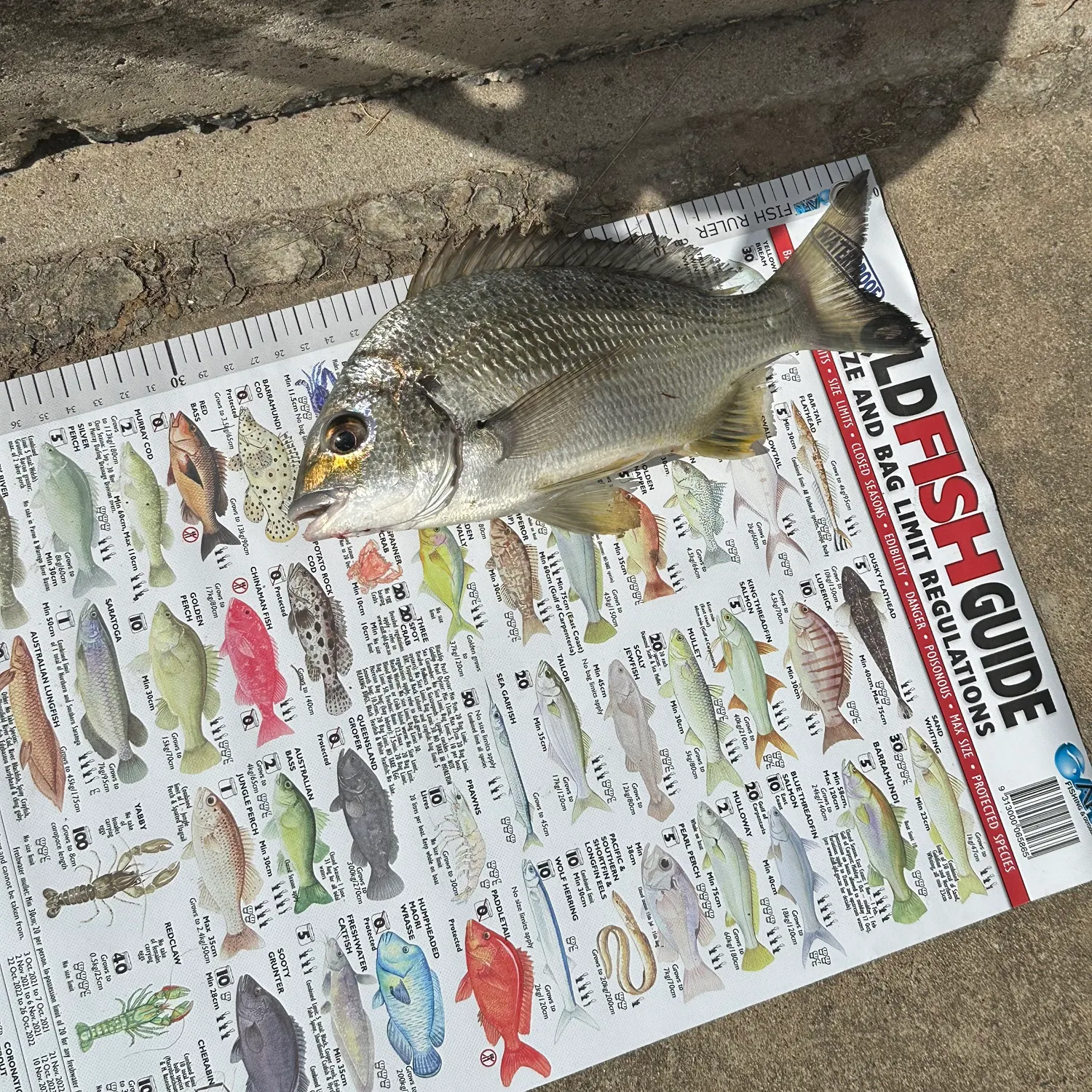 The most recent Surf bream catches on Fishbrain