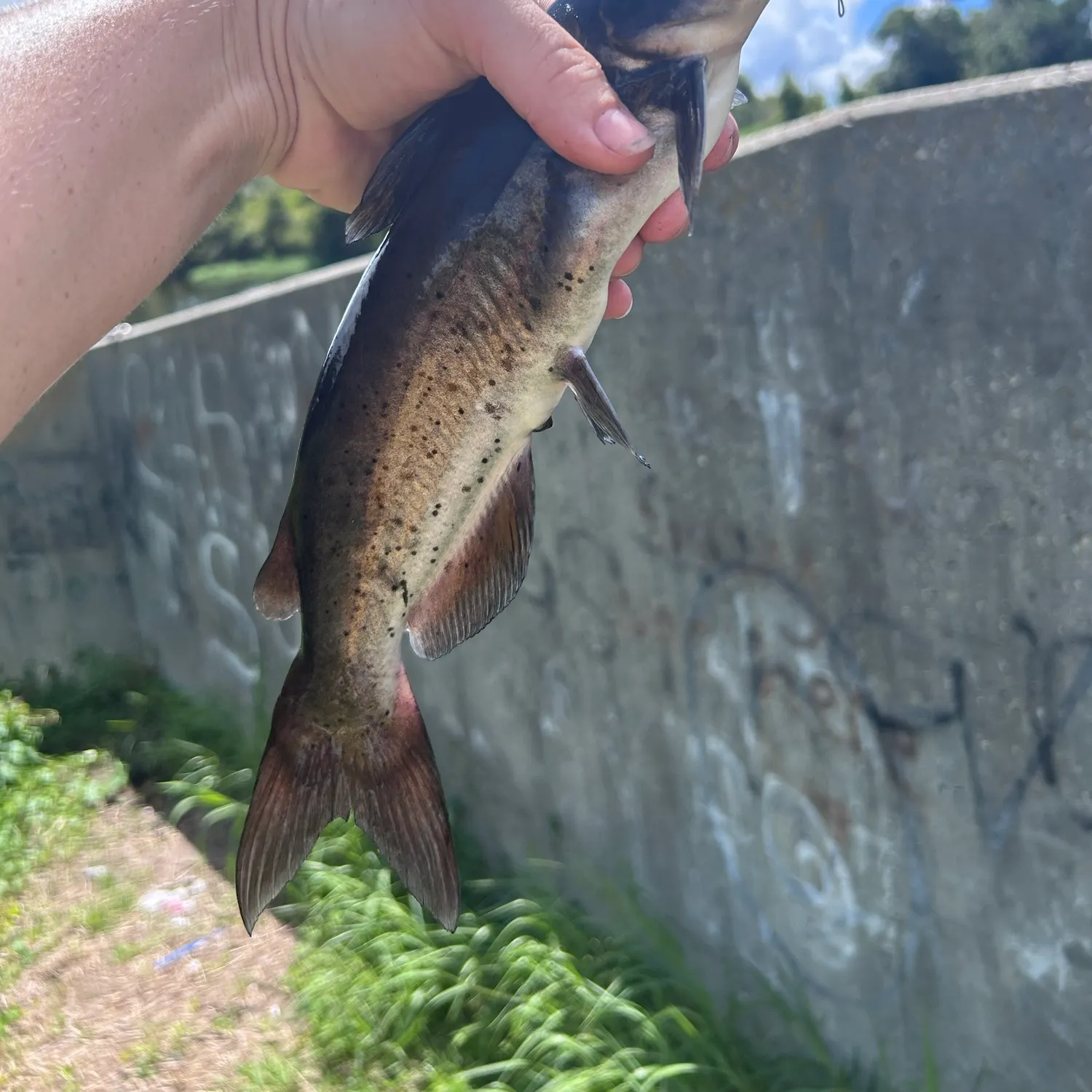 Channel catfish caught on Fishbrain