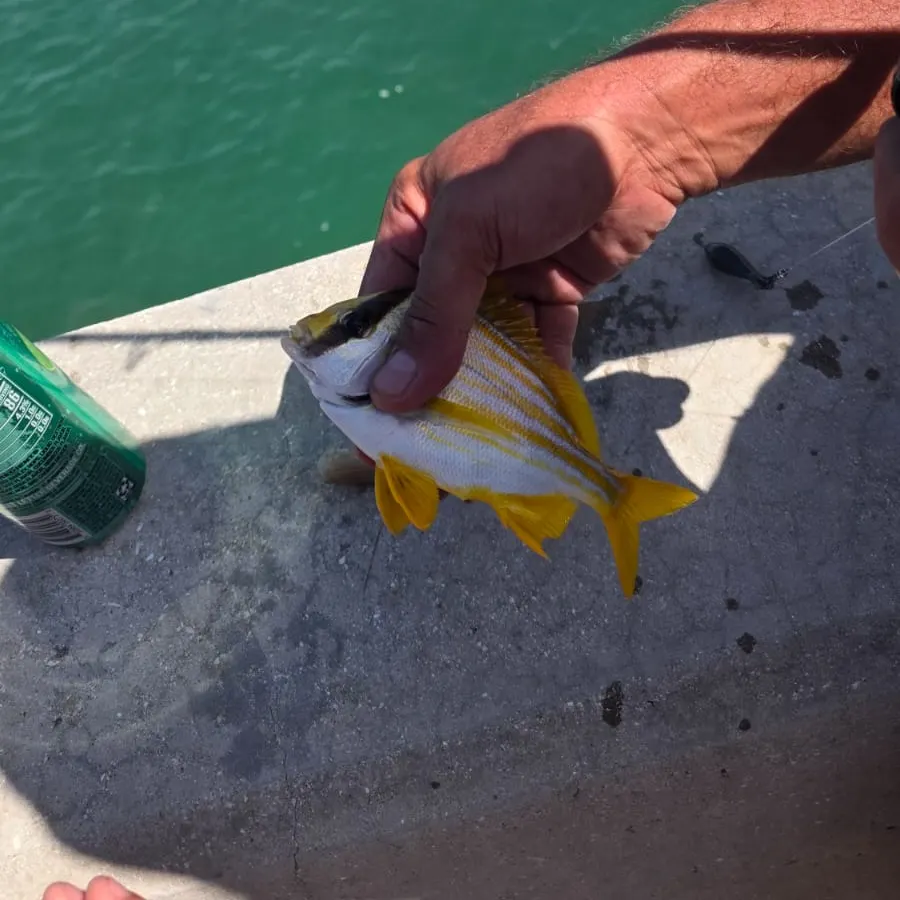 The most recent Atlantic porkfish catches on Fishbrain