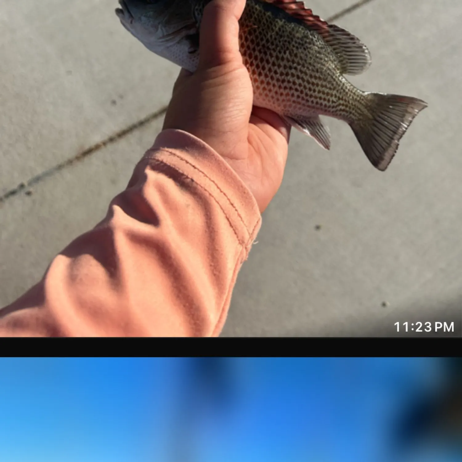 recently logged catches