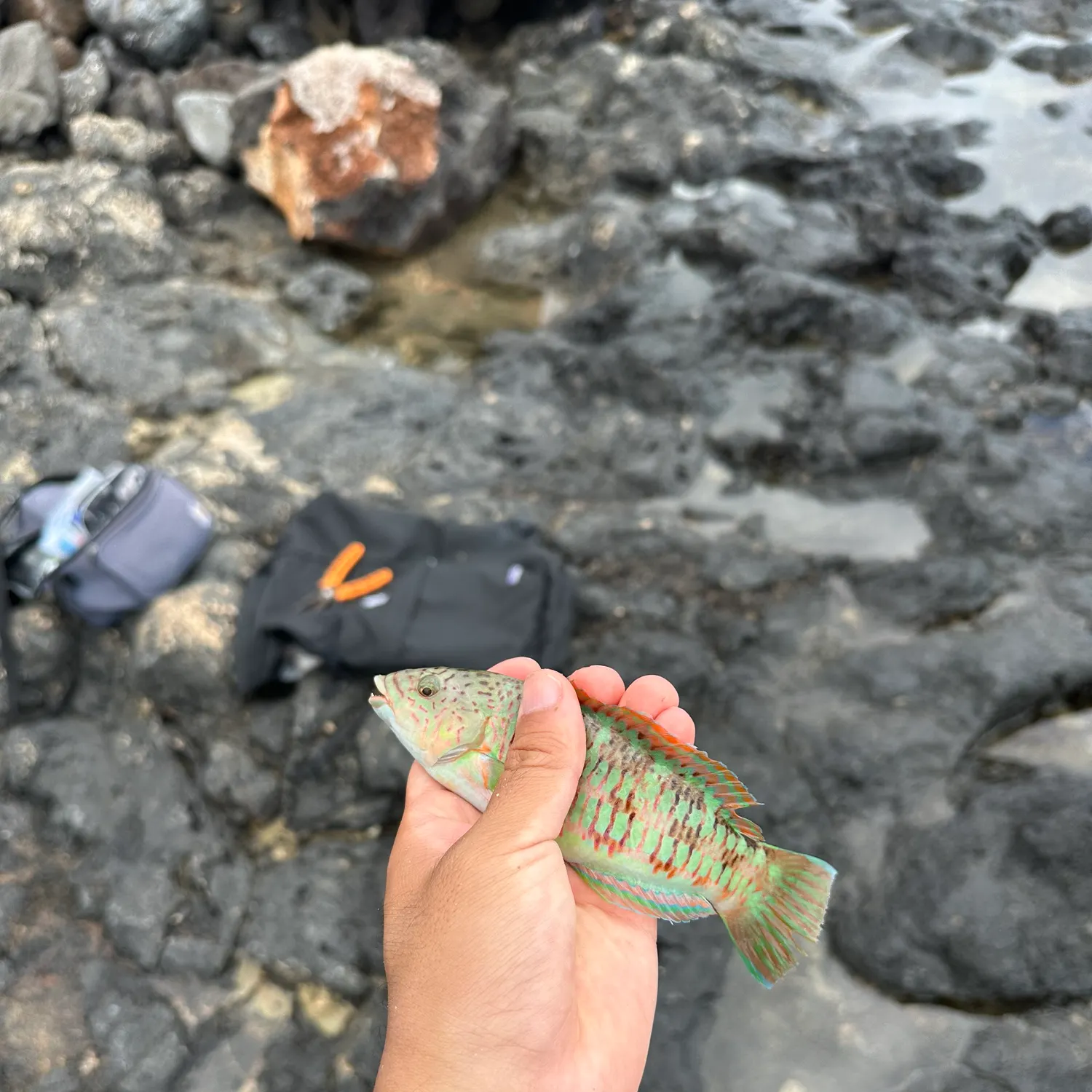 The most recent Christmas wrasse catches on Fishbrain