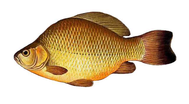 Crucian carp