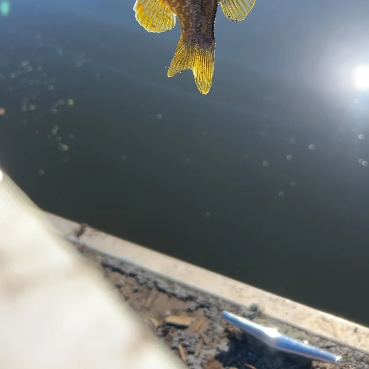 Greengill hybrid caught on Fishbrain
