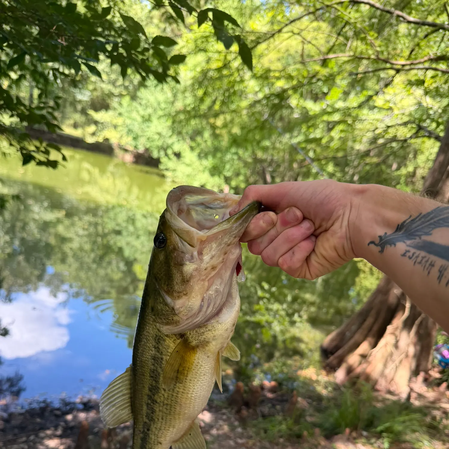 Largemouth bass caught on Fishbrain