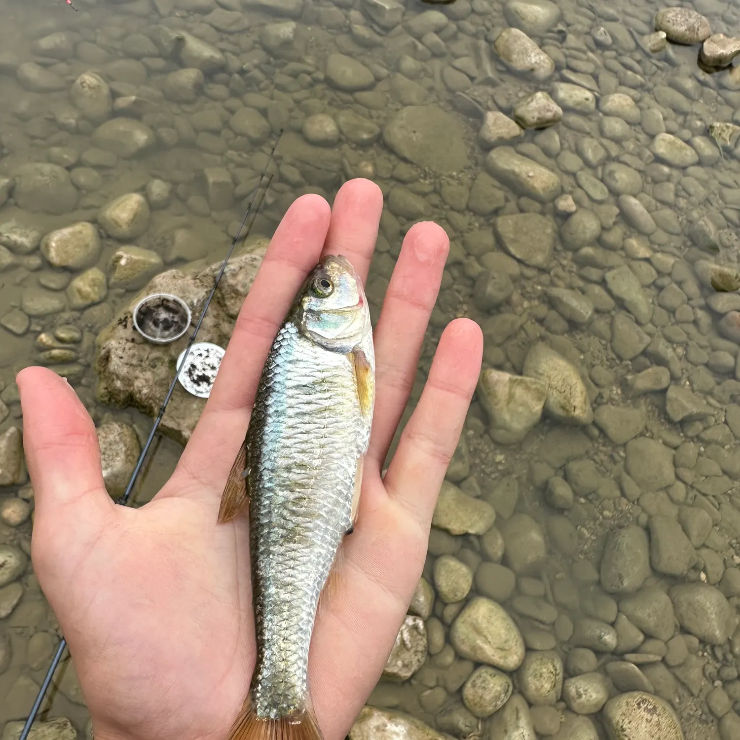 The most recent Striped shiner catches on Fishbrain