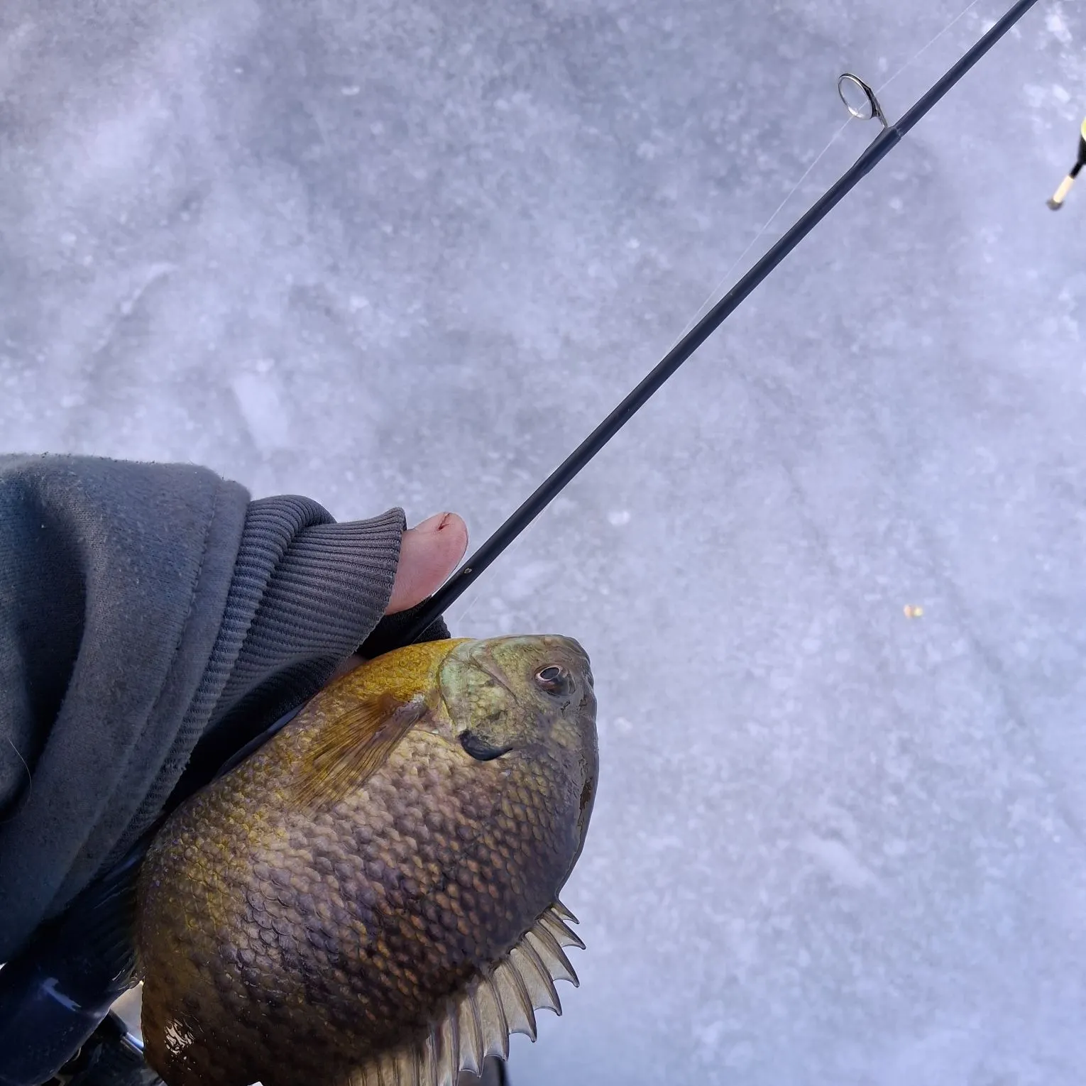 Bluegill caught on Fishbrain