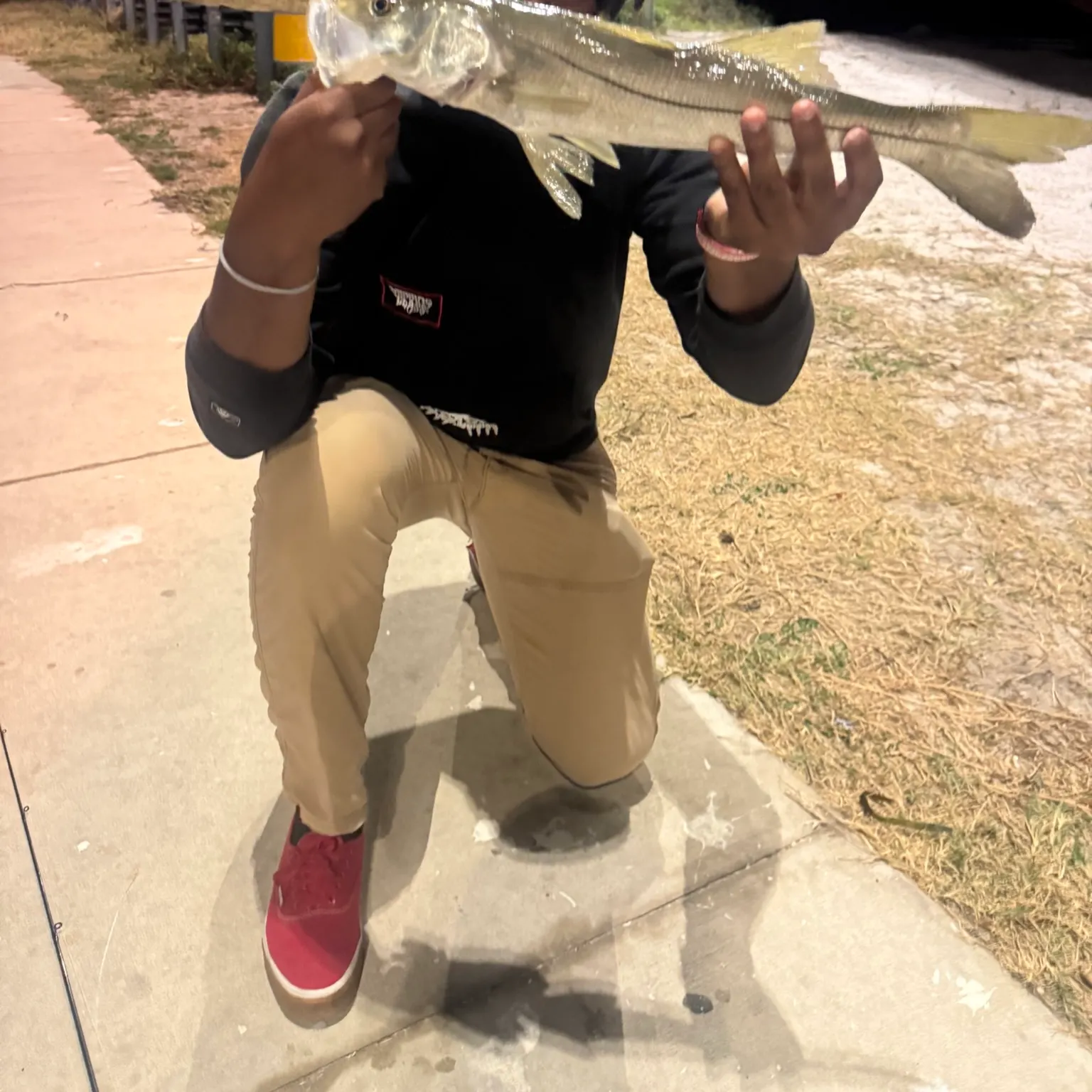 The most recent Common snook catches on Fishbrain