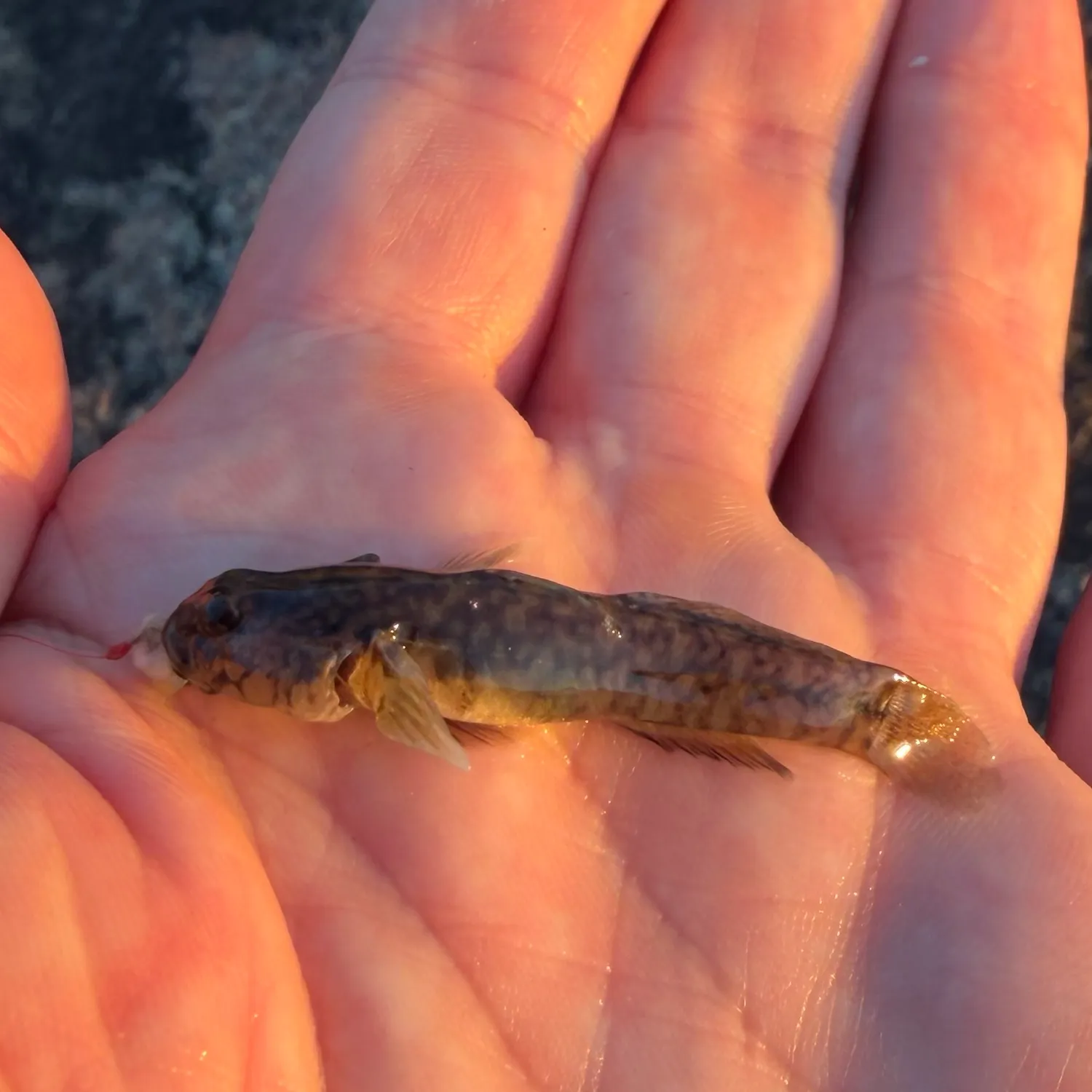 Seaboard goby caught on Fishbrain