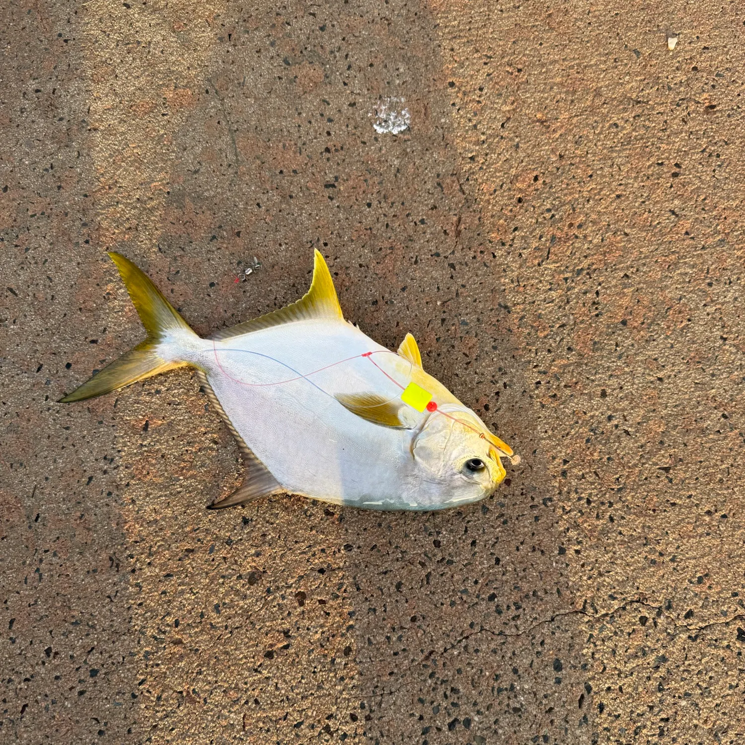 Florida pompano caught on Fishbrain