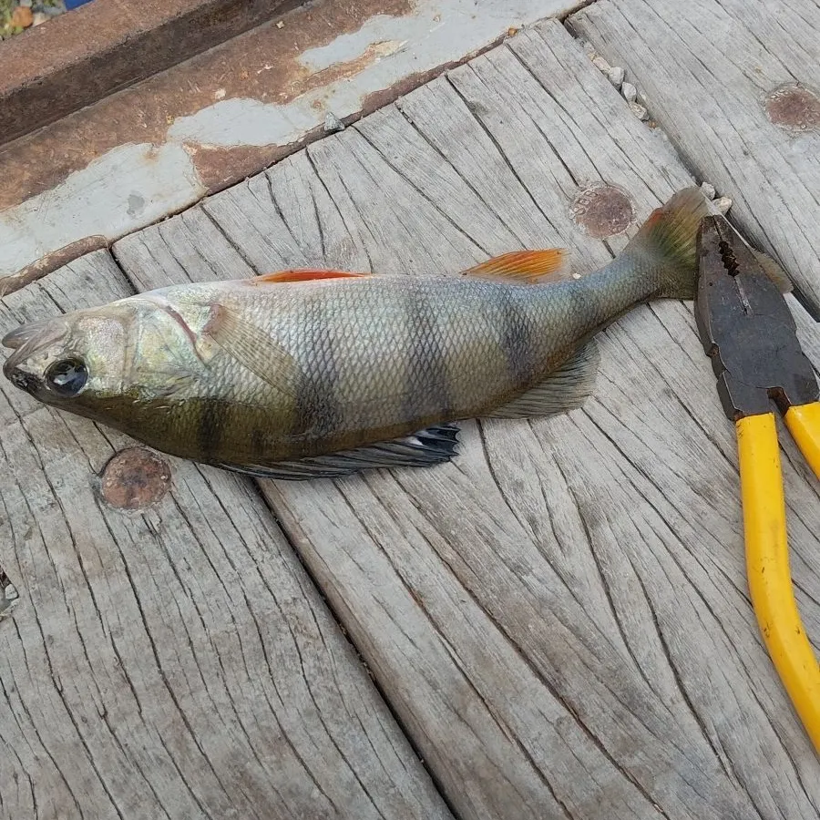 European perch caught on Fishbrain