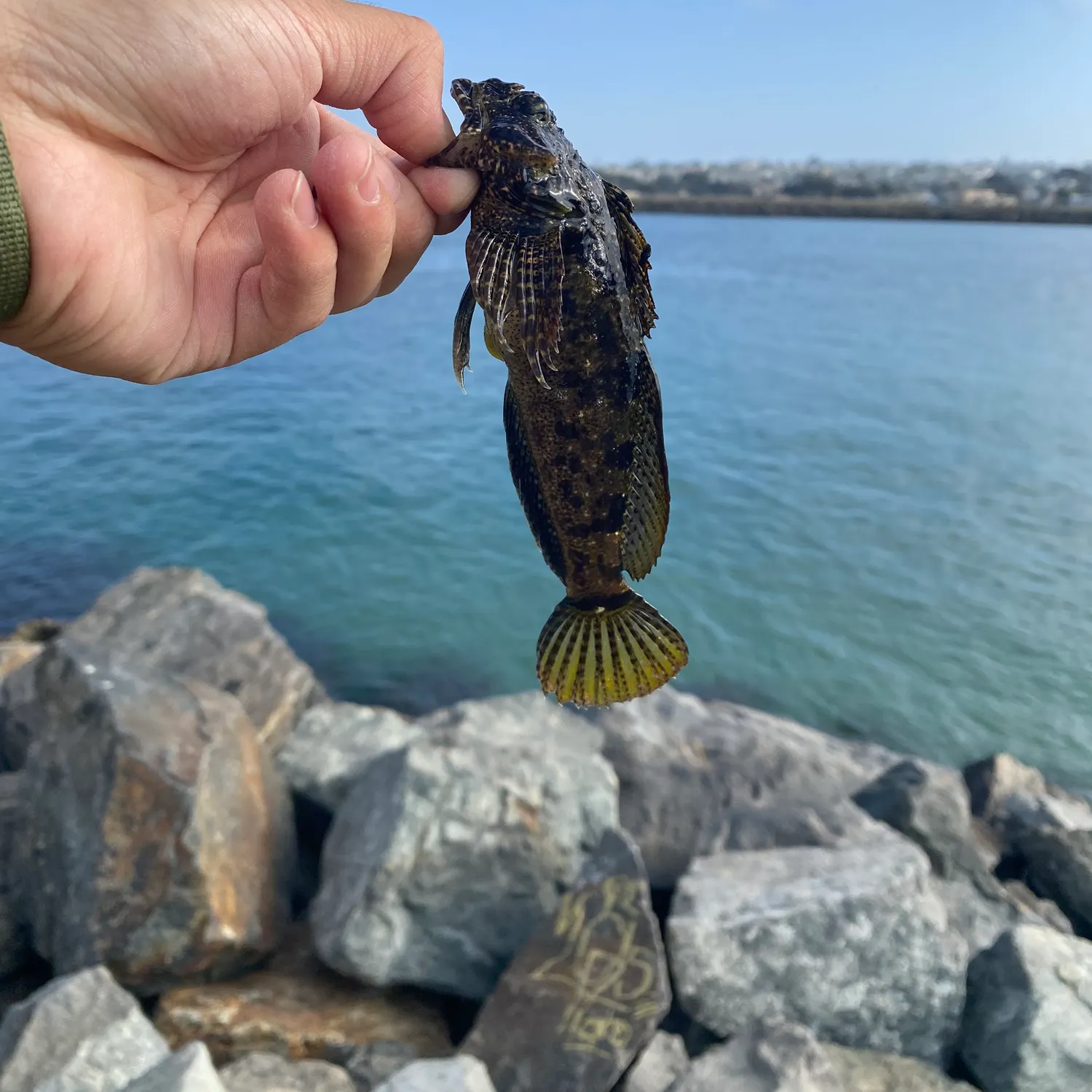 The most recent Woolly sculpin catches on Fishbrain