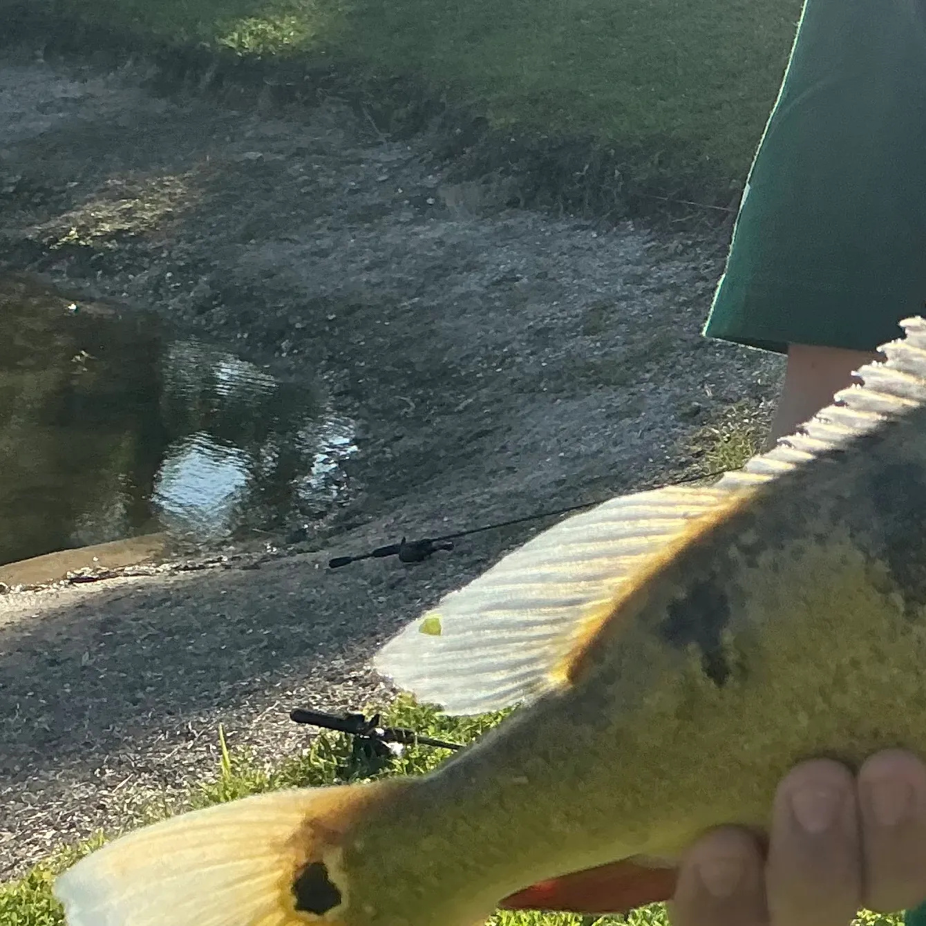 The most recent Butterfly peacock bass catches on Fishbrain