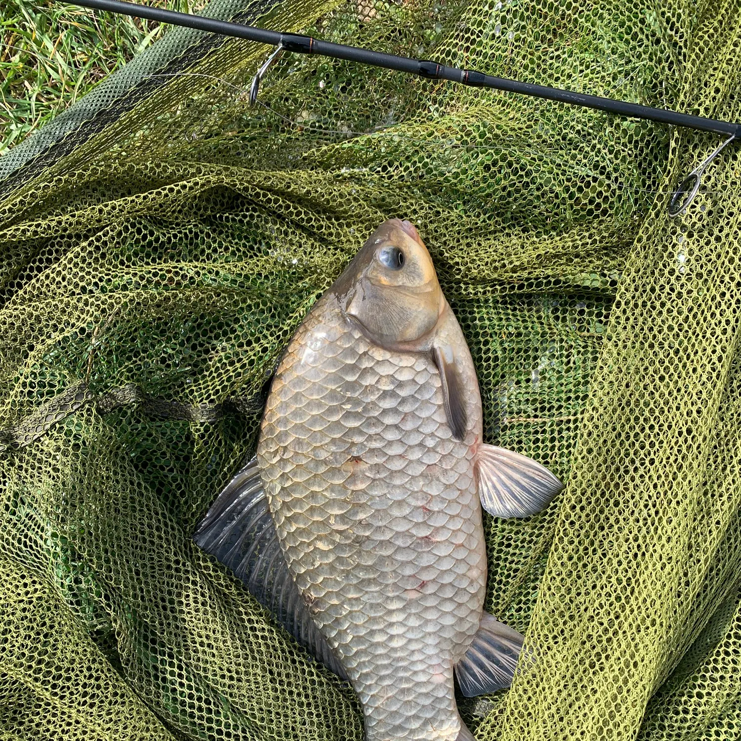 The most recent Prussian carp catches on Fishbrain