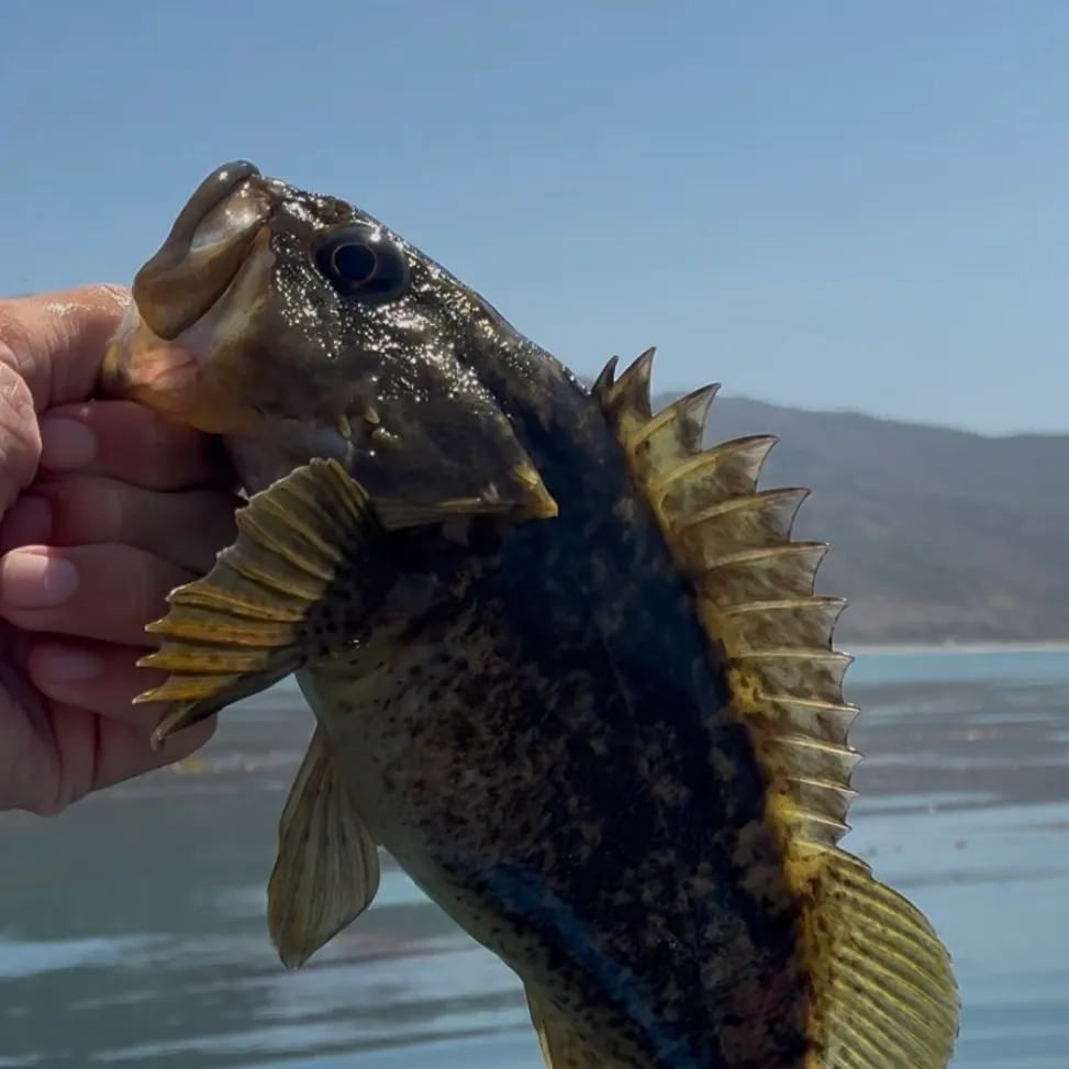 The most recent Grass rockfish catches on Fishbrain