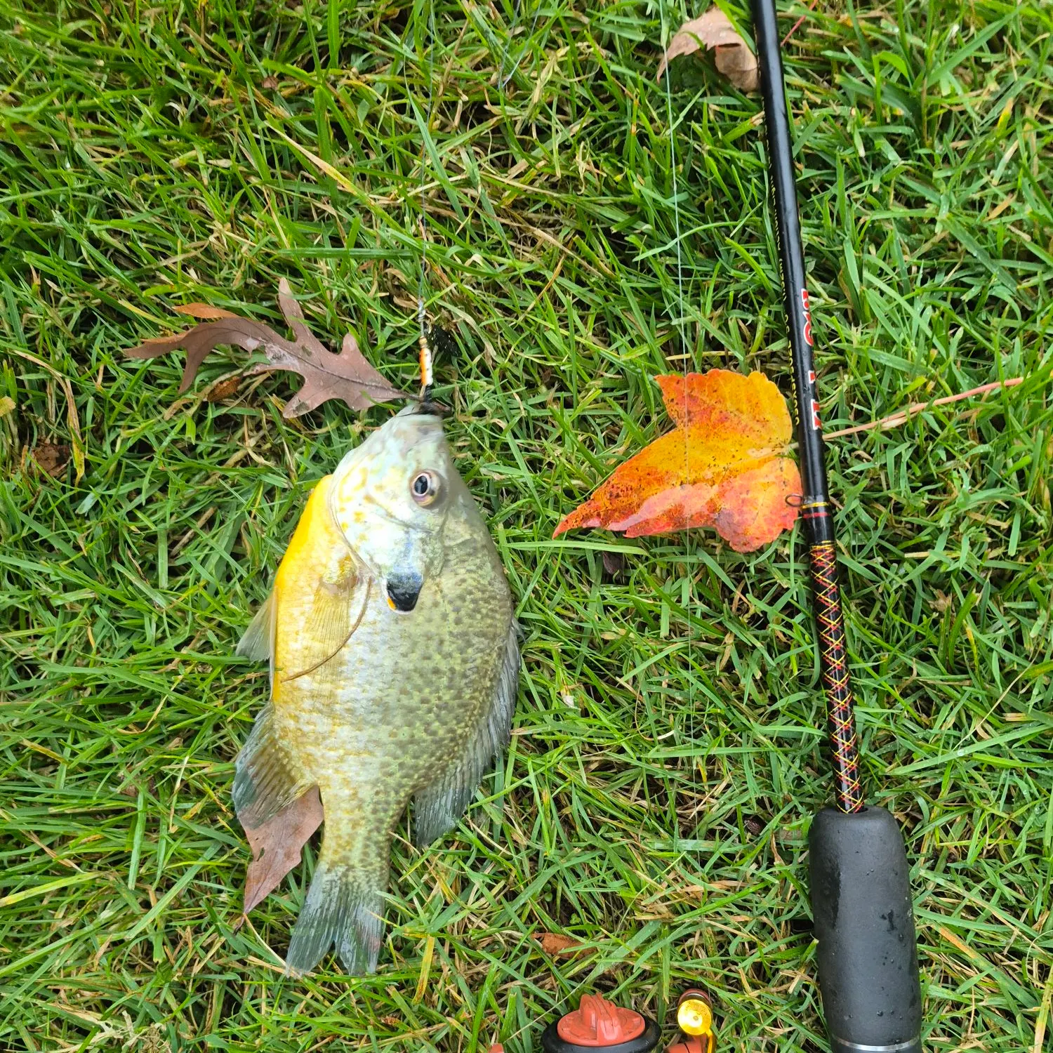Pumpkingill hybrid caught on Fishbrain