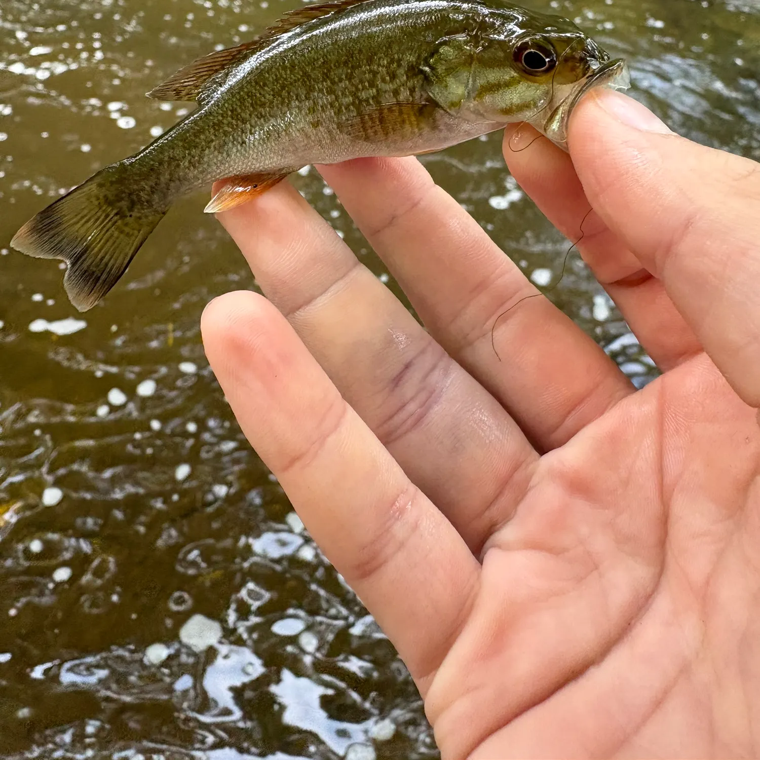 Smallmouth bass caught on Fishbrain