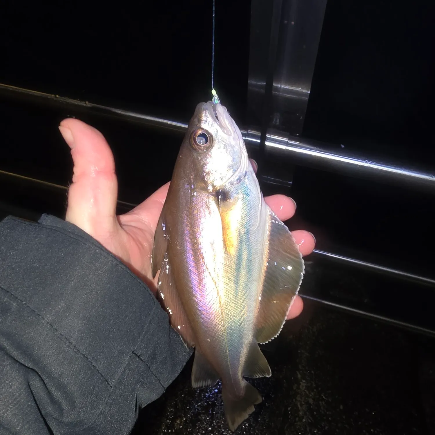 The most recent Pouting catches on Fishbrain