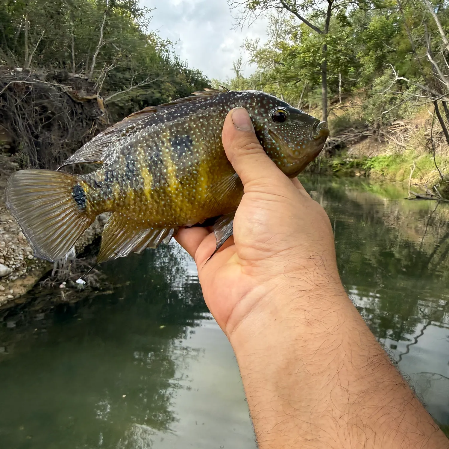 Rio Grande cichlid caught on Fishbrain