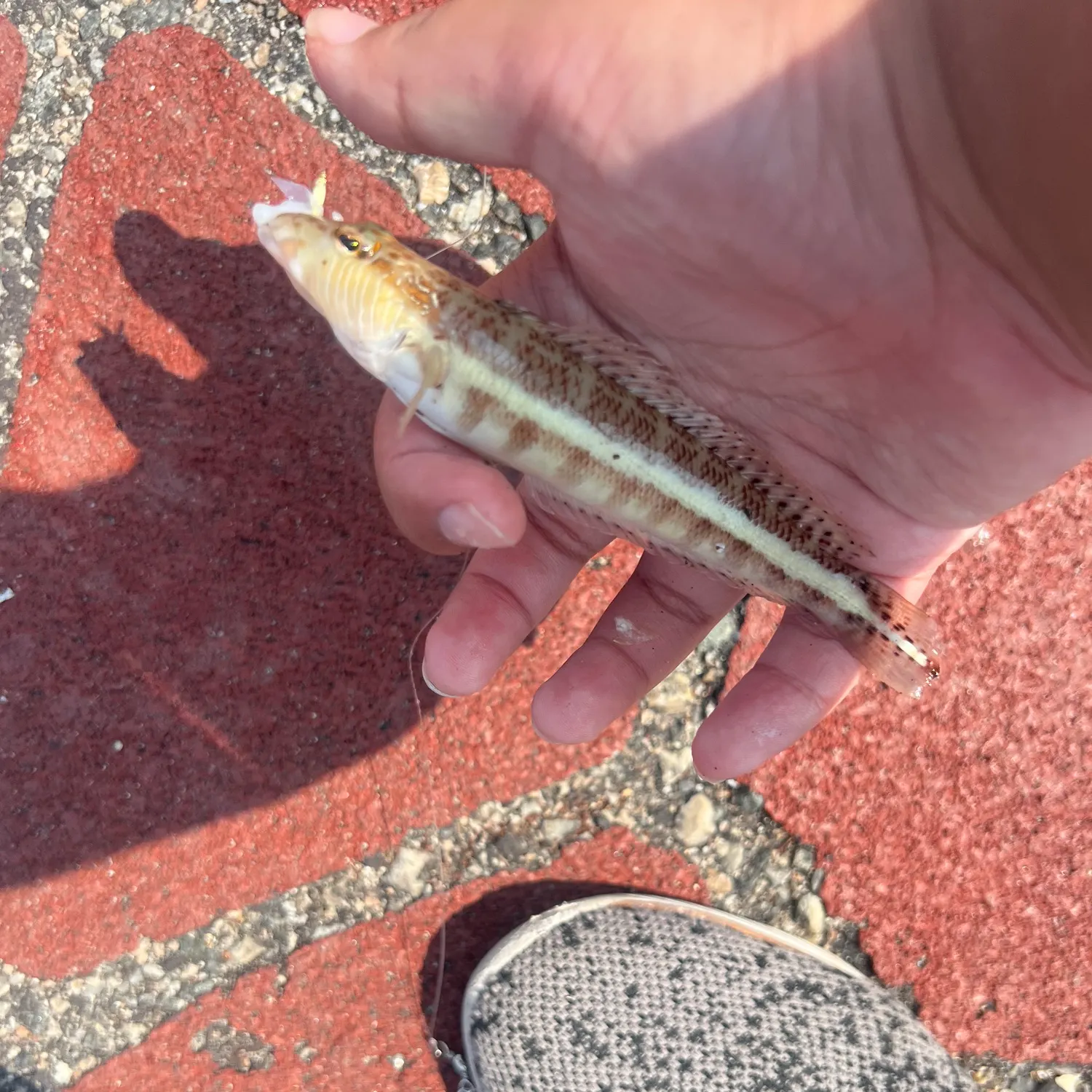 The most recent Yellowbar sandperch catches on Fishbrain