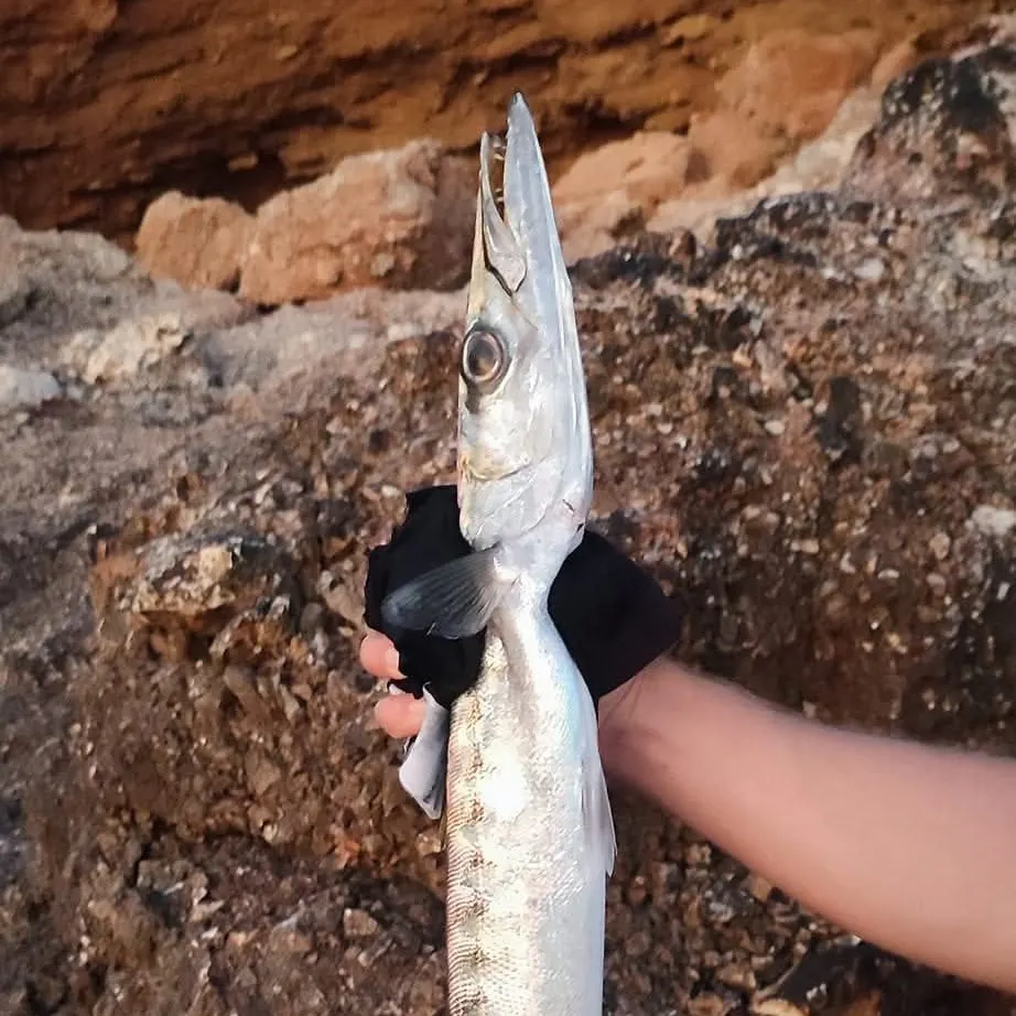 The most recent European barracuda catches on Fishbrain