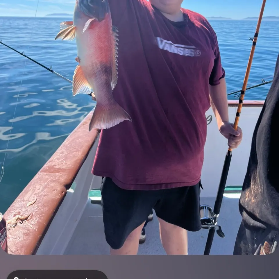 The most recent California sheephead catches on Fishbrain