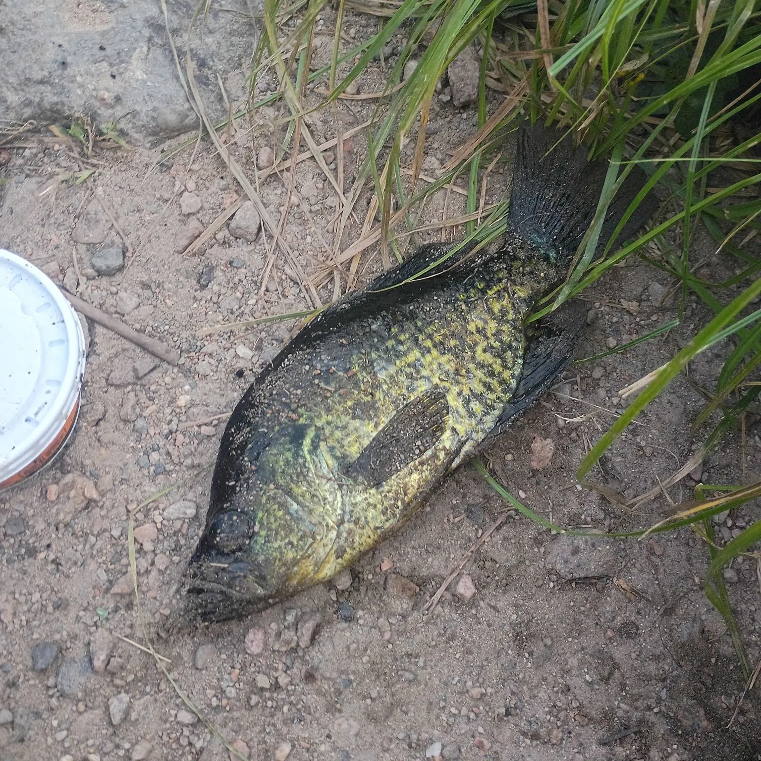 Black crappie caught on Fishbrain