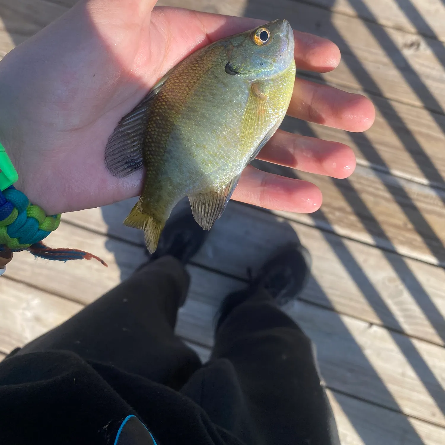 Bluegill caught on Fishbrain