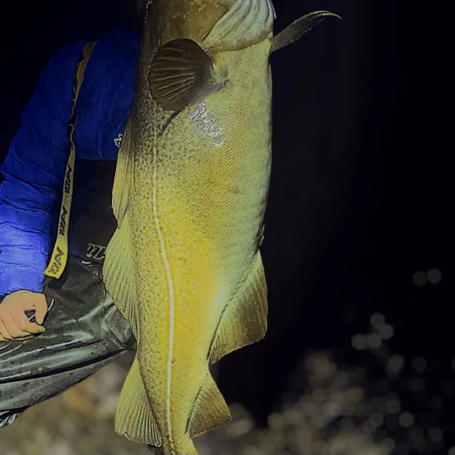 The most recent Atlantic cod catches on Fishbrain