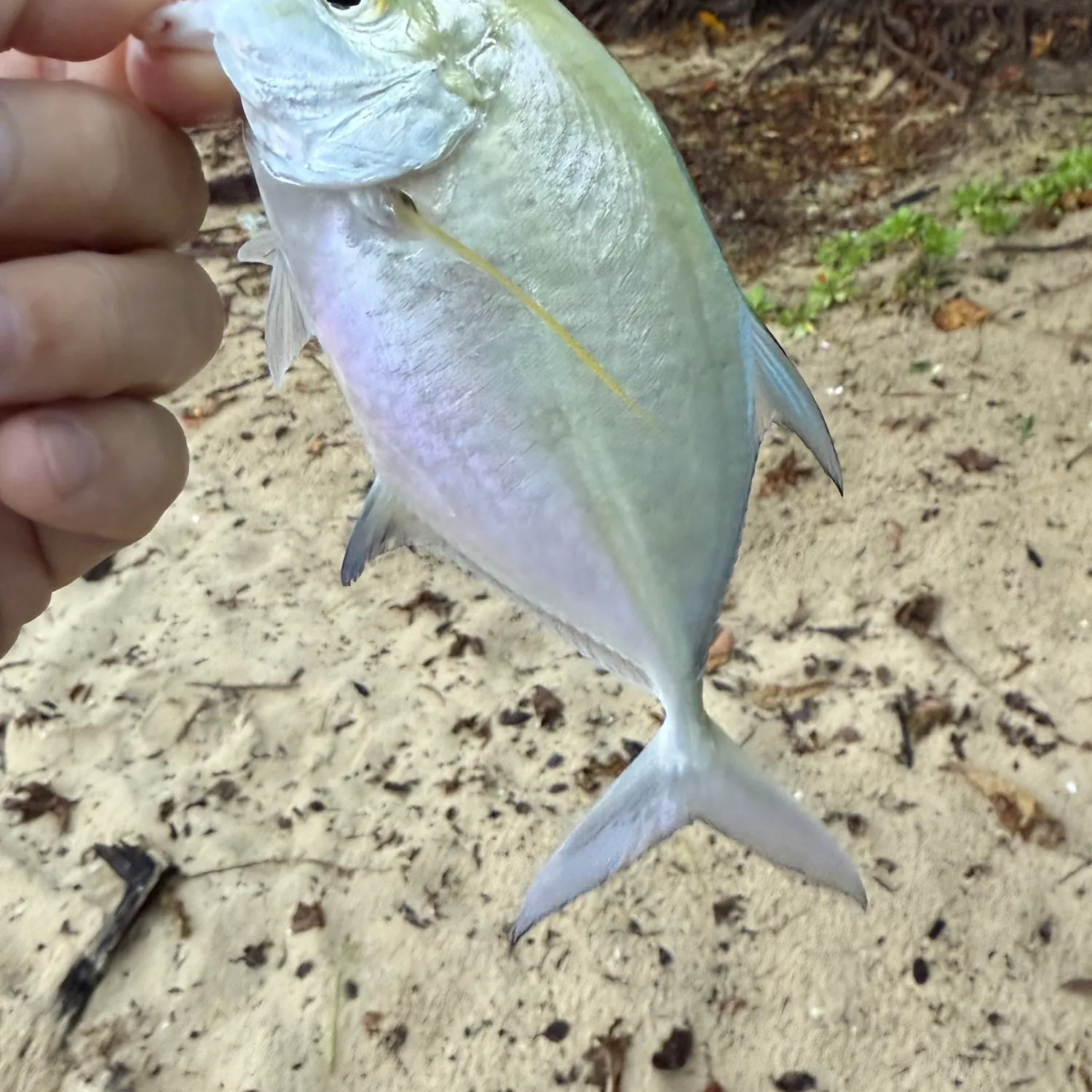 The most popular recent Picasso triggerfish catch on Fishbrain