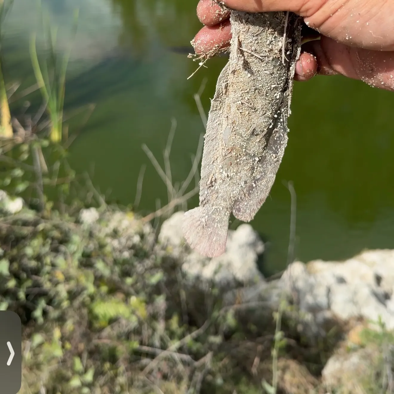 The most recent Walking catfish catches on Fishbrain