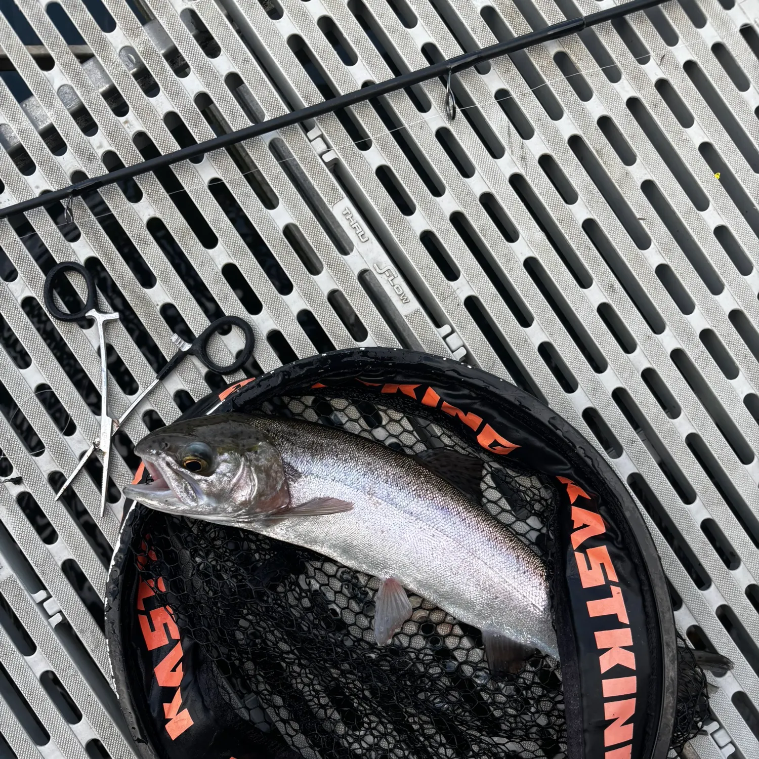 Rainbow trout caught on Fishbrain