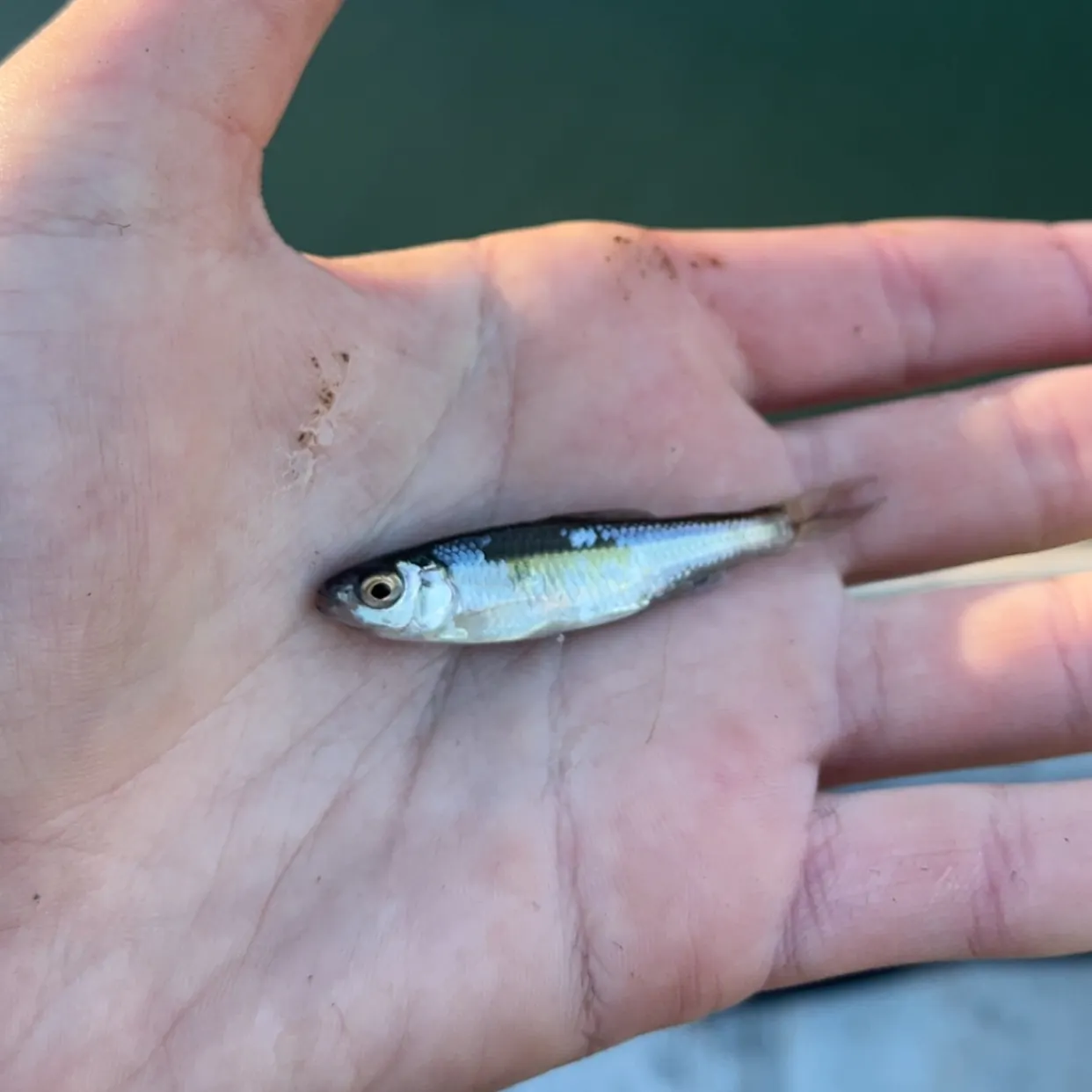 Ohrid minnow caught on Fishbrain