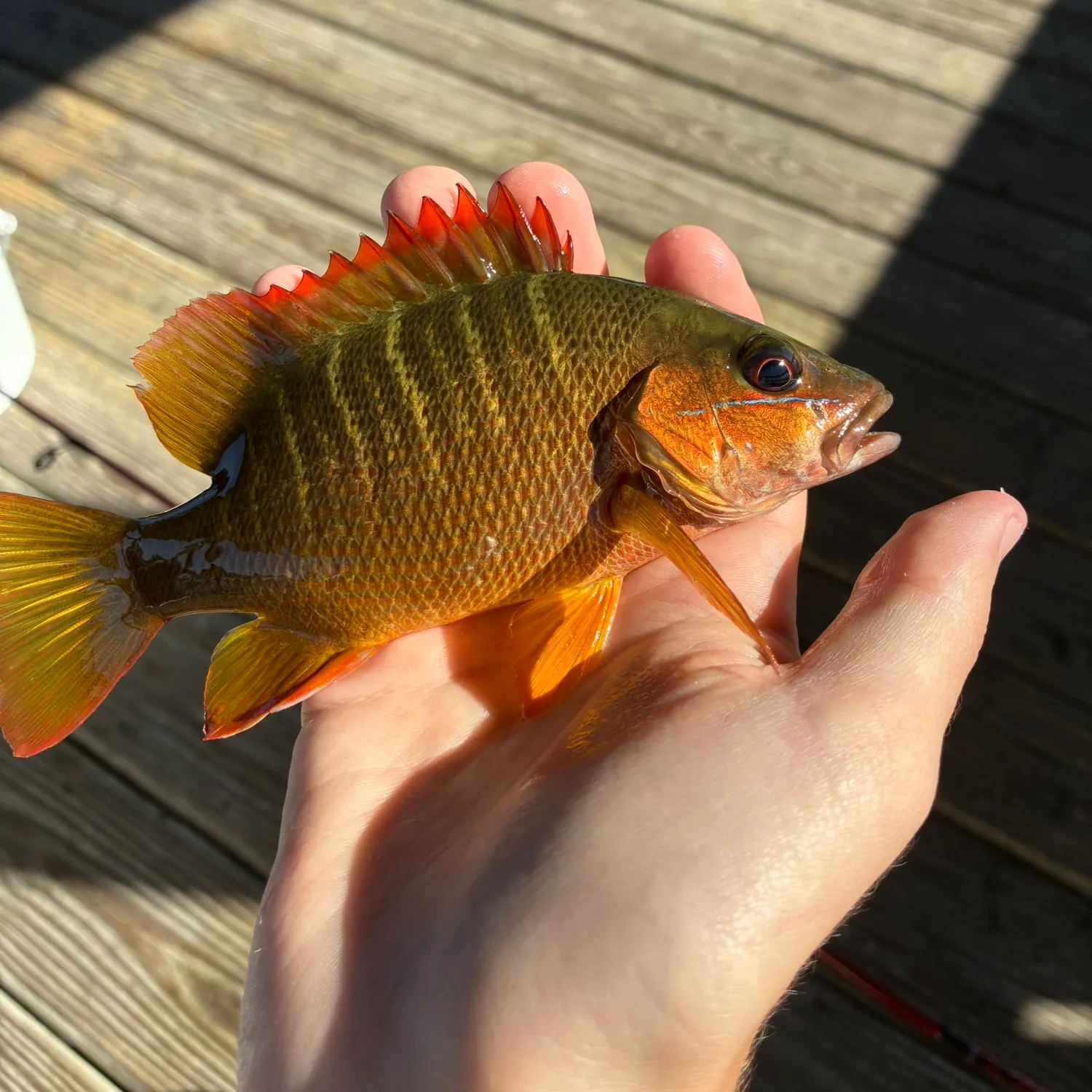 The most recent Dog Snapper catches on Fishbrain