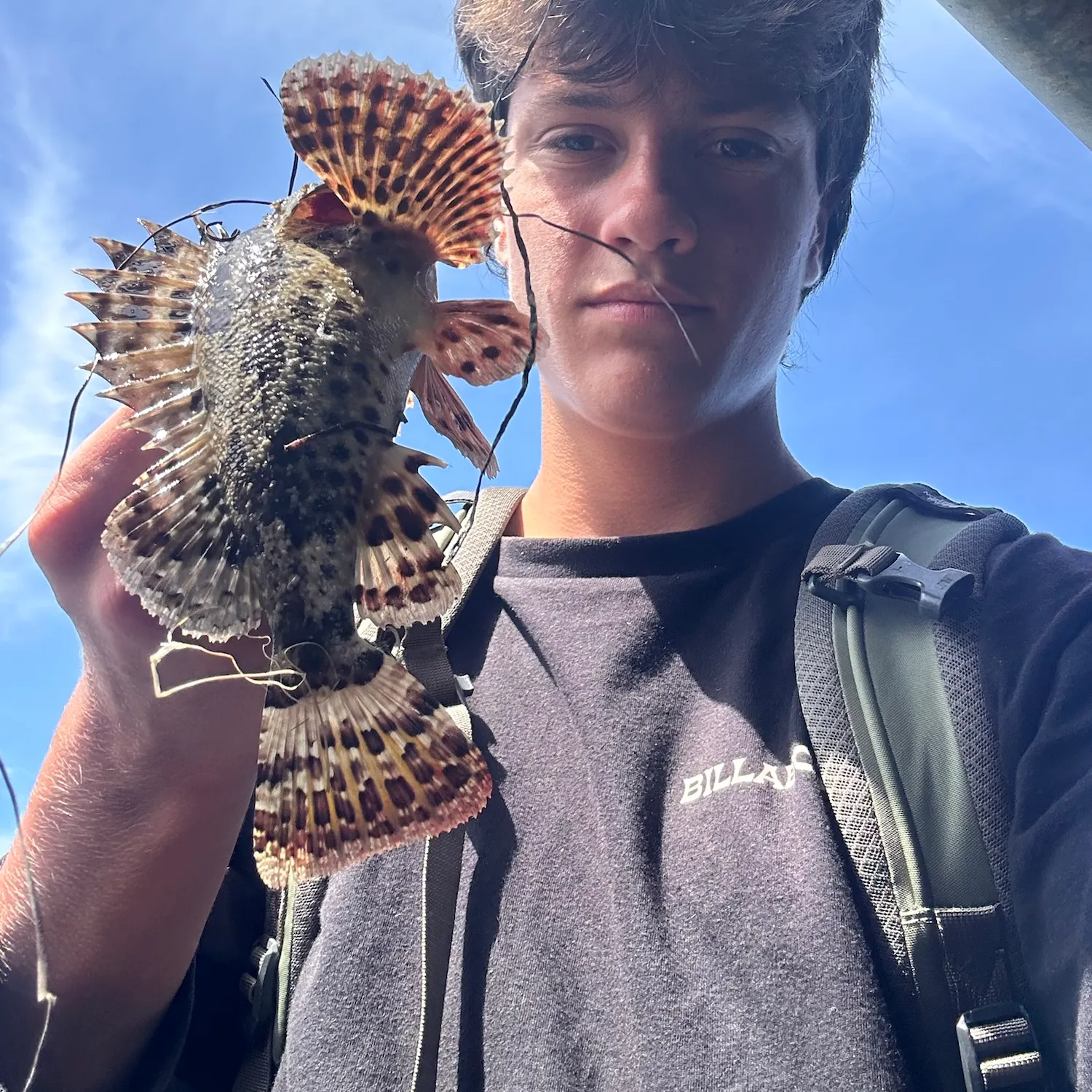 California scorpionfish caught on Fishbrain