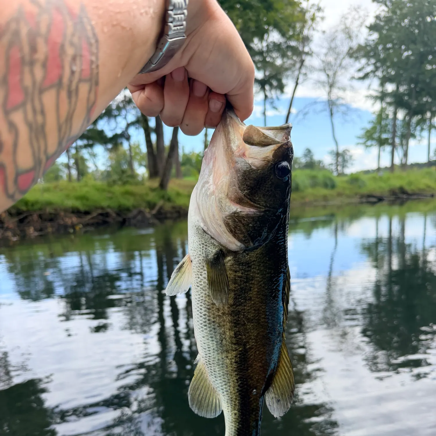 Largemouth bass caught on Fishbrain