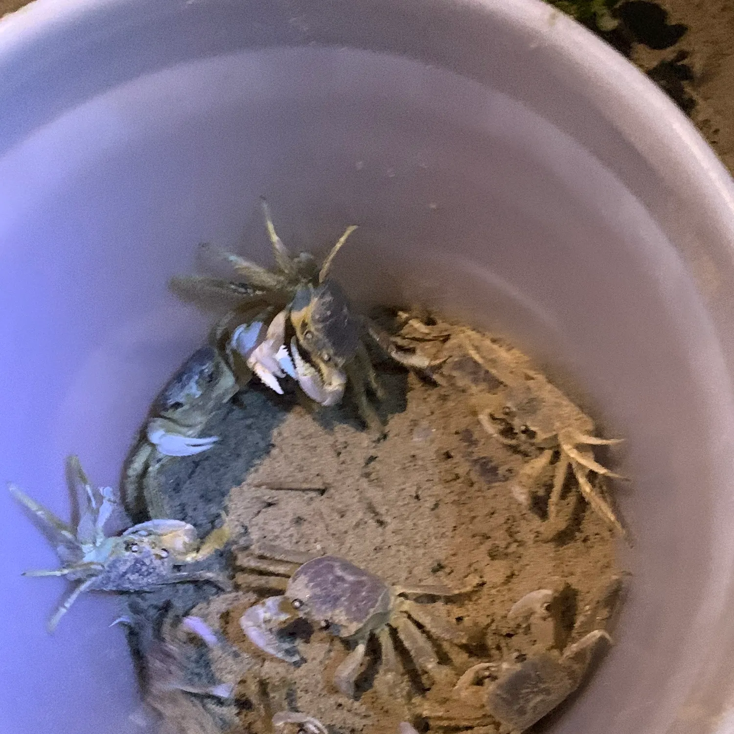 The most recent Atlantic rock crab catches on Fishbrain