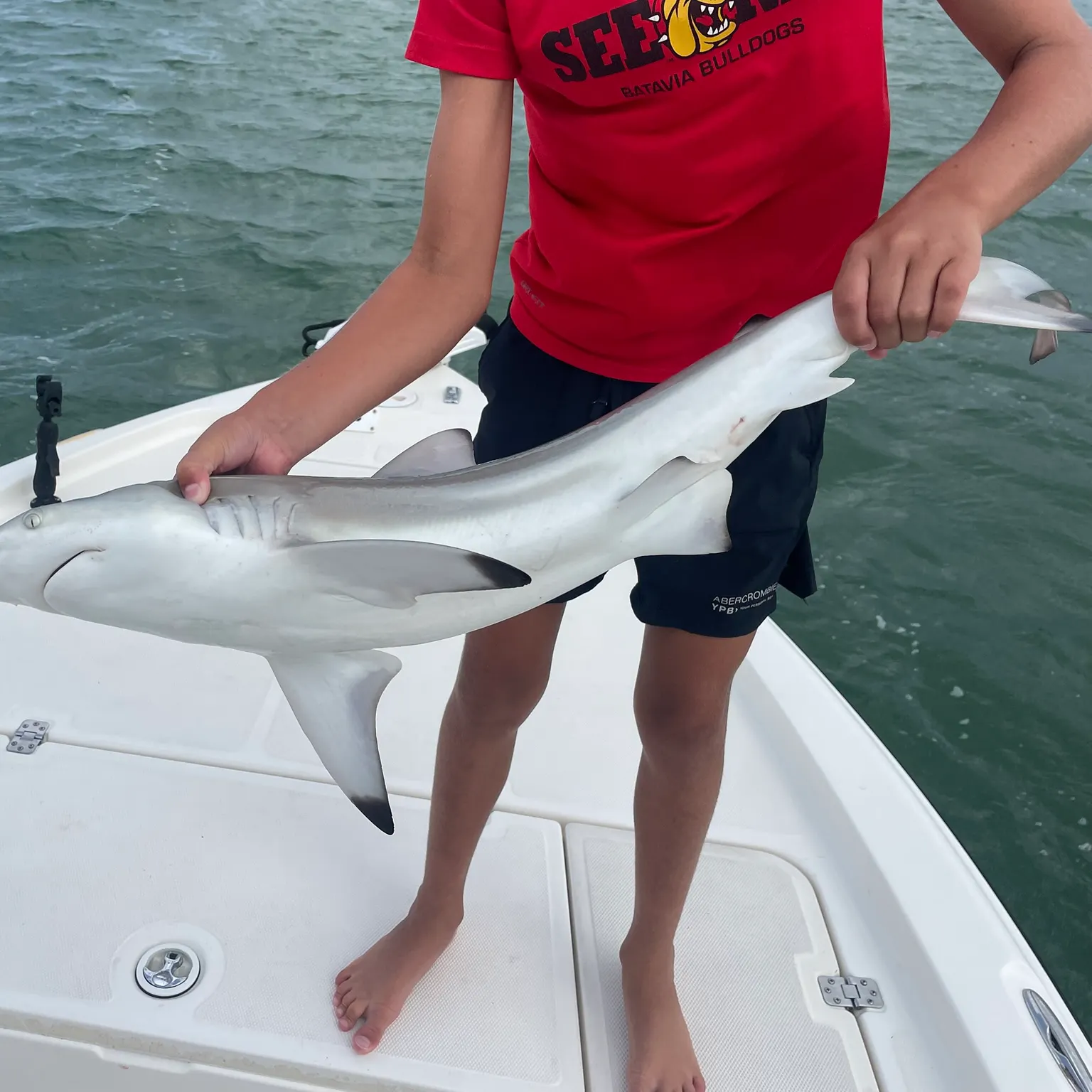 The most recent Blacktip shark catches on Fishbrain