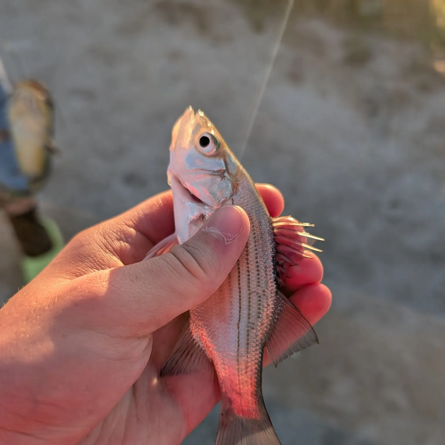 White bass caught on Fishbrain