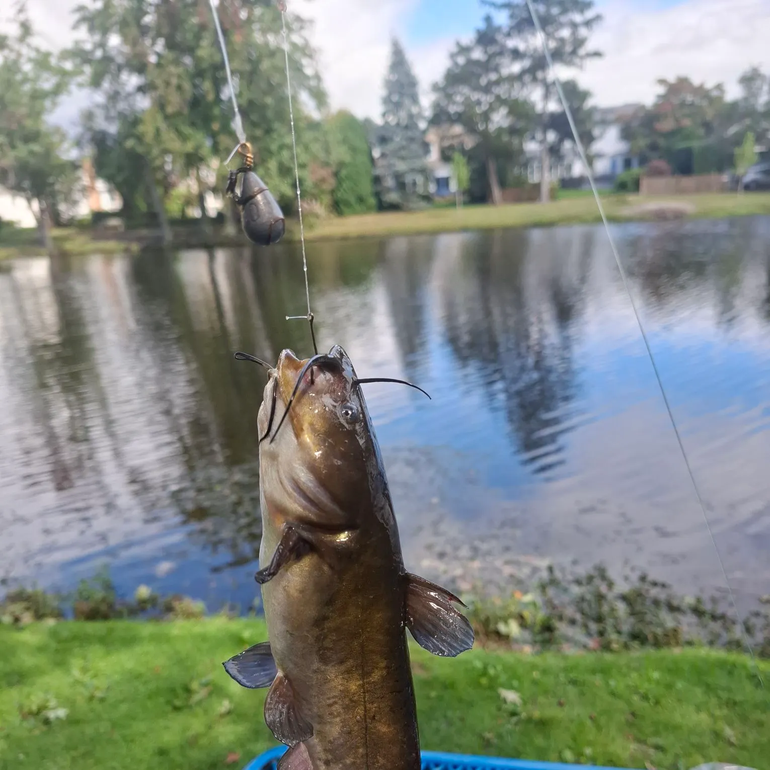Black bullhead caught on Fishbrain