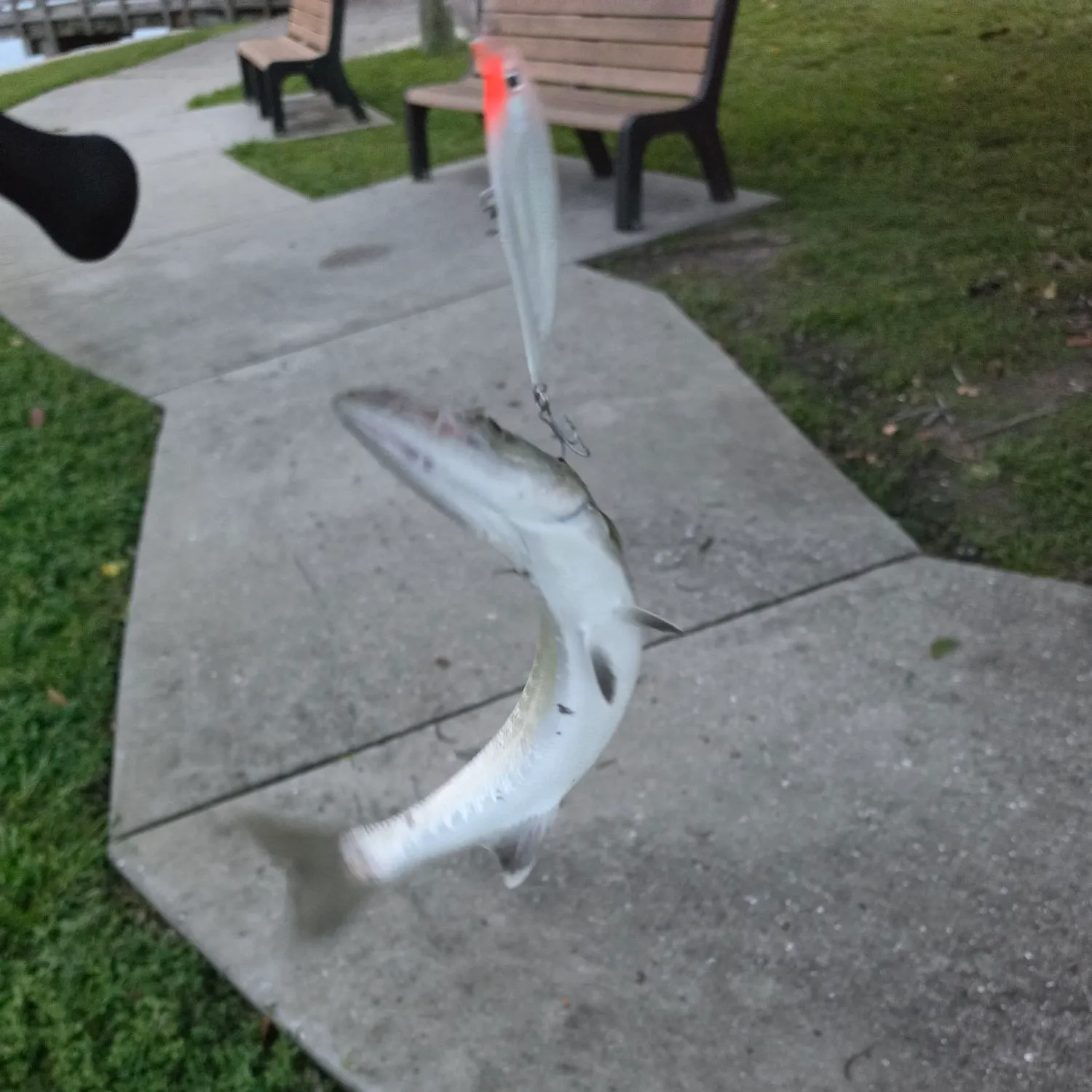Great barracuda caught on Fishbrain