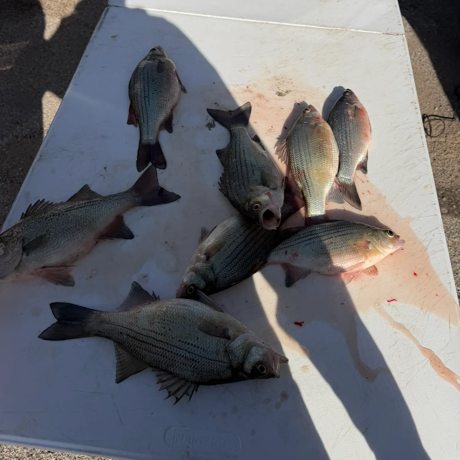 The most recent White bass catches on Fishbrain