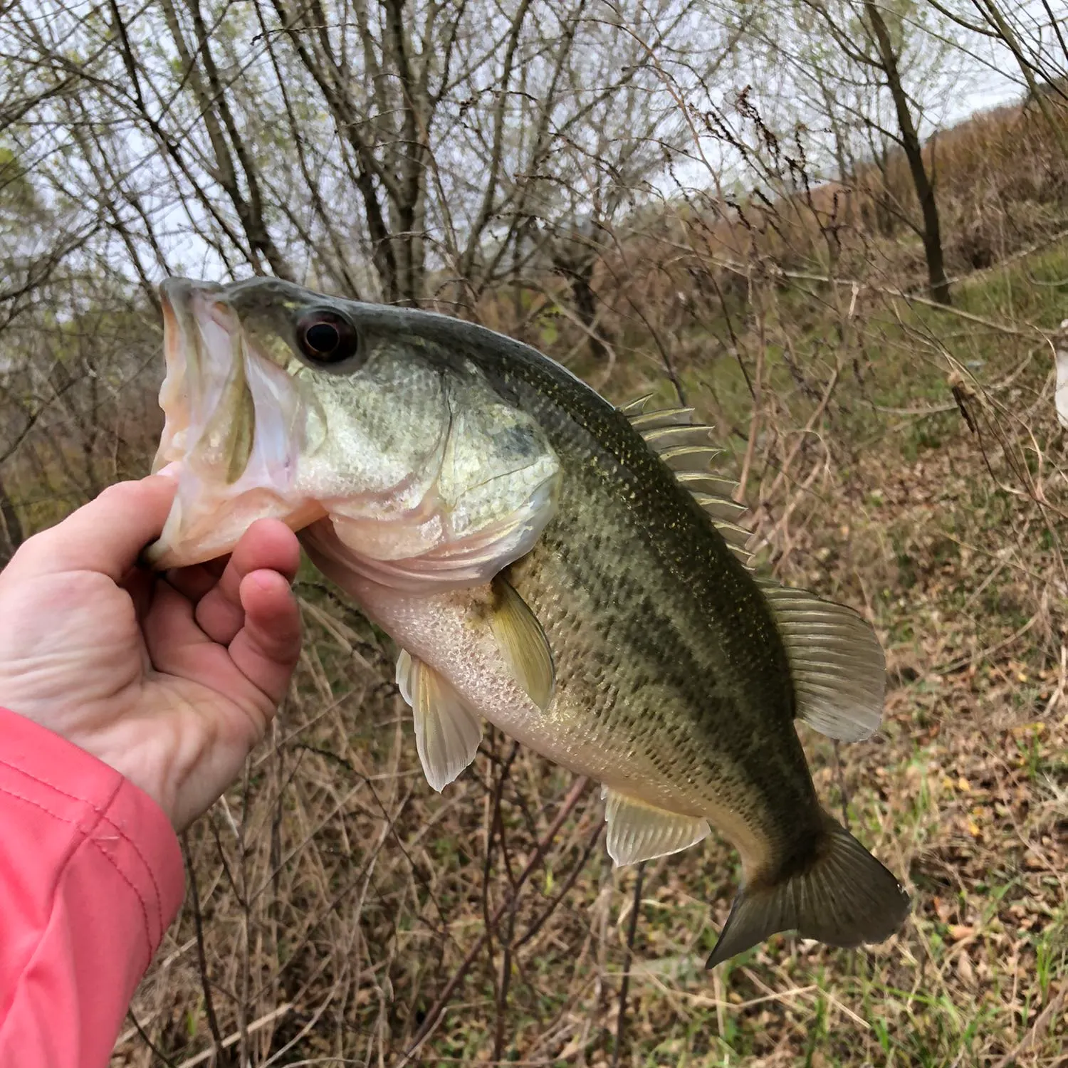 angler catch