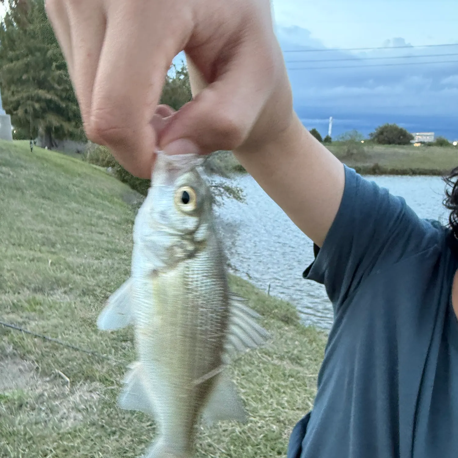 White bass caught on Fishbrain