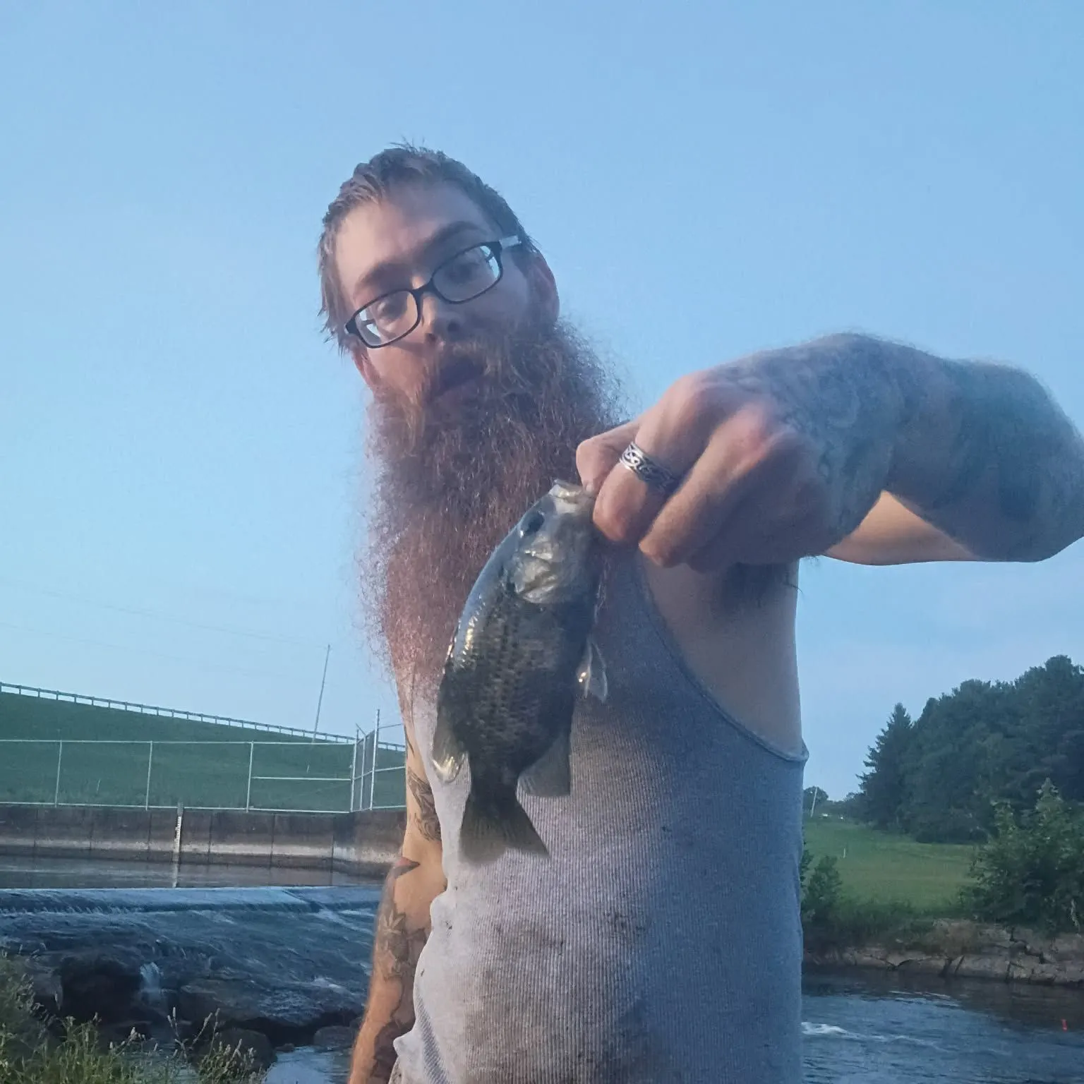 Rock bass caught on Fishbrain