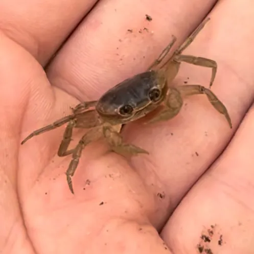 The most recent Blue land crab catches on Fishbrain